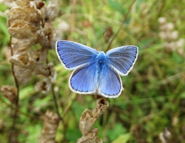 Icarusblauwtje