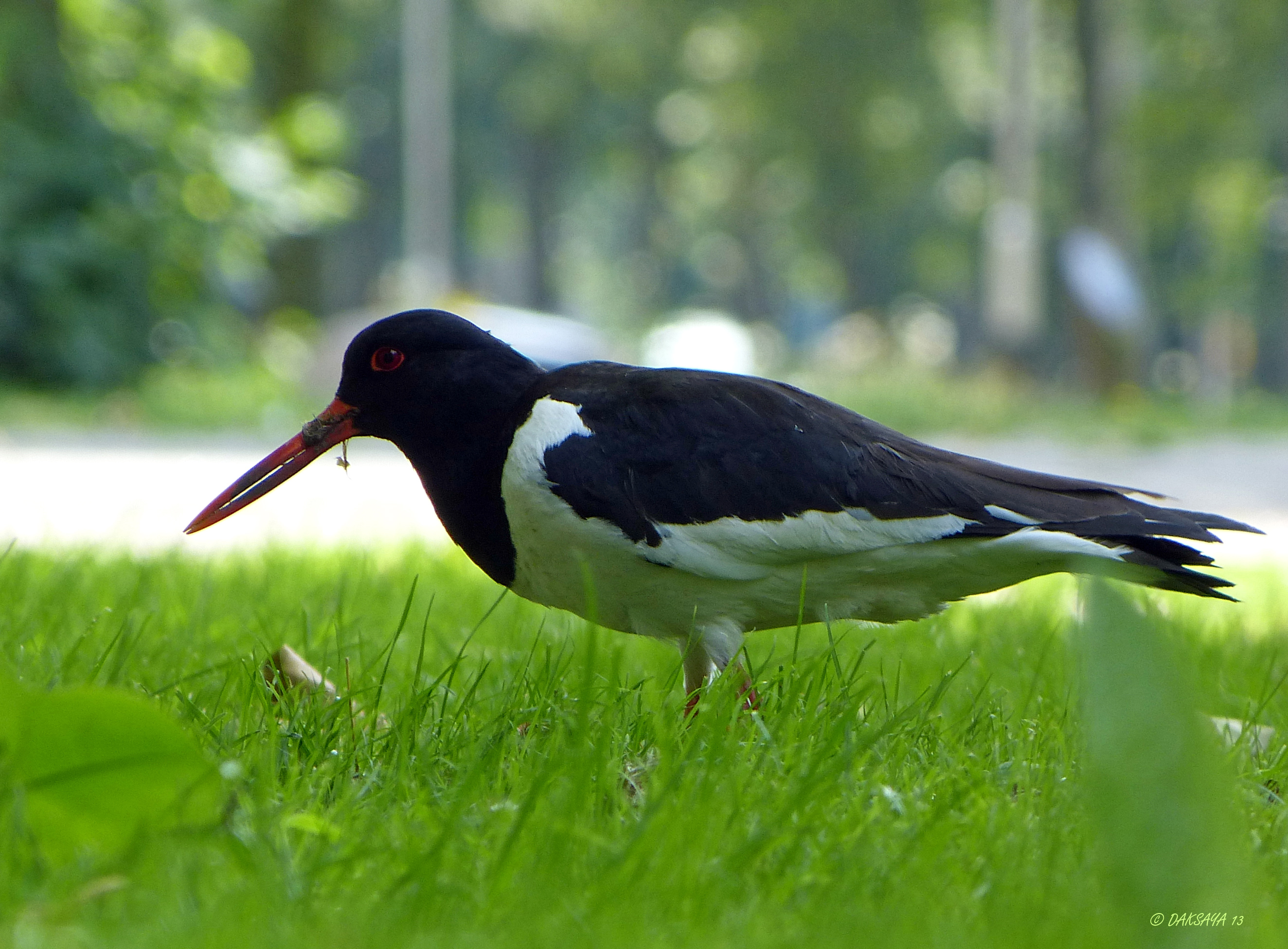 Scholekster