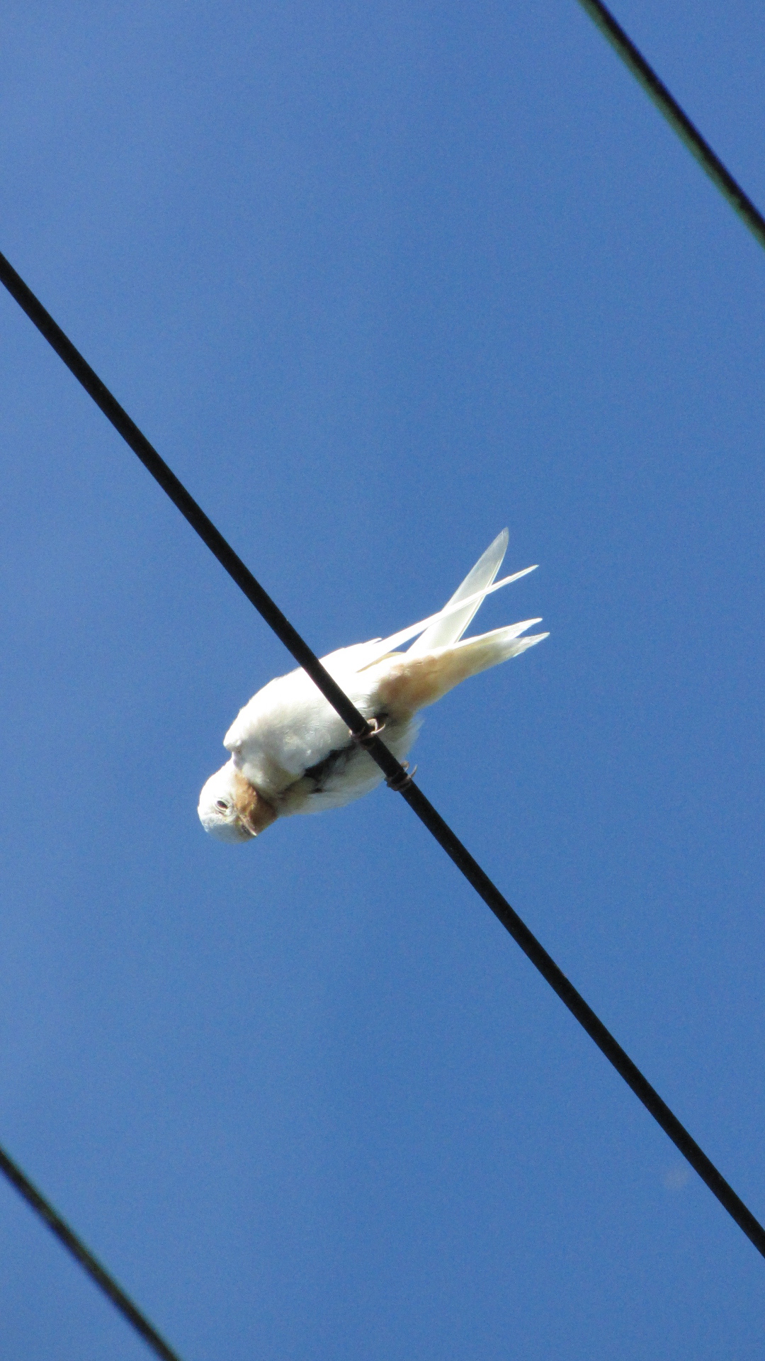 Witte zwaluw in Bon Repas 