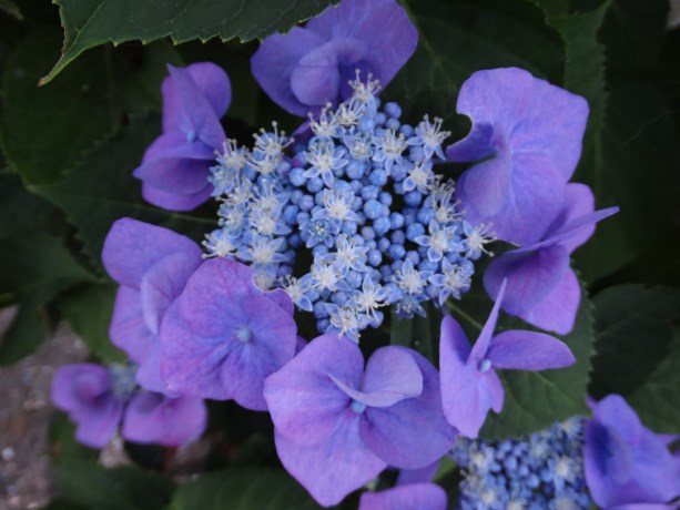 Hortensia