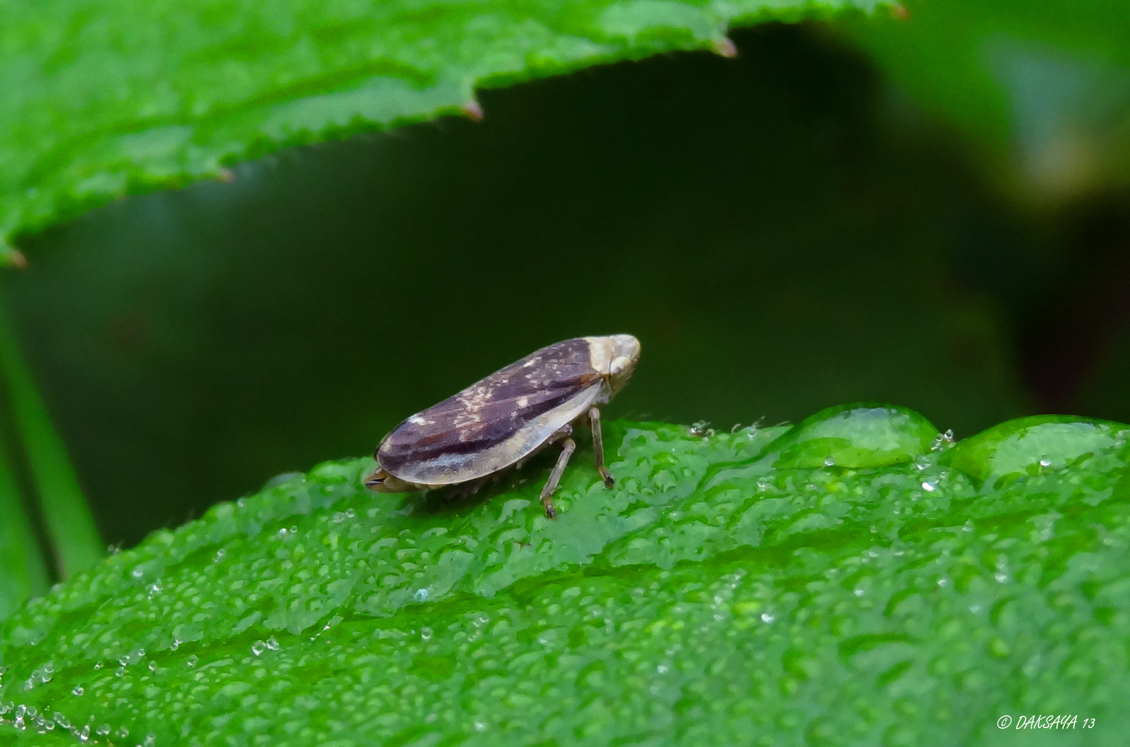Cicade