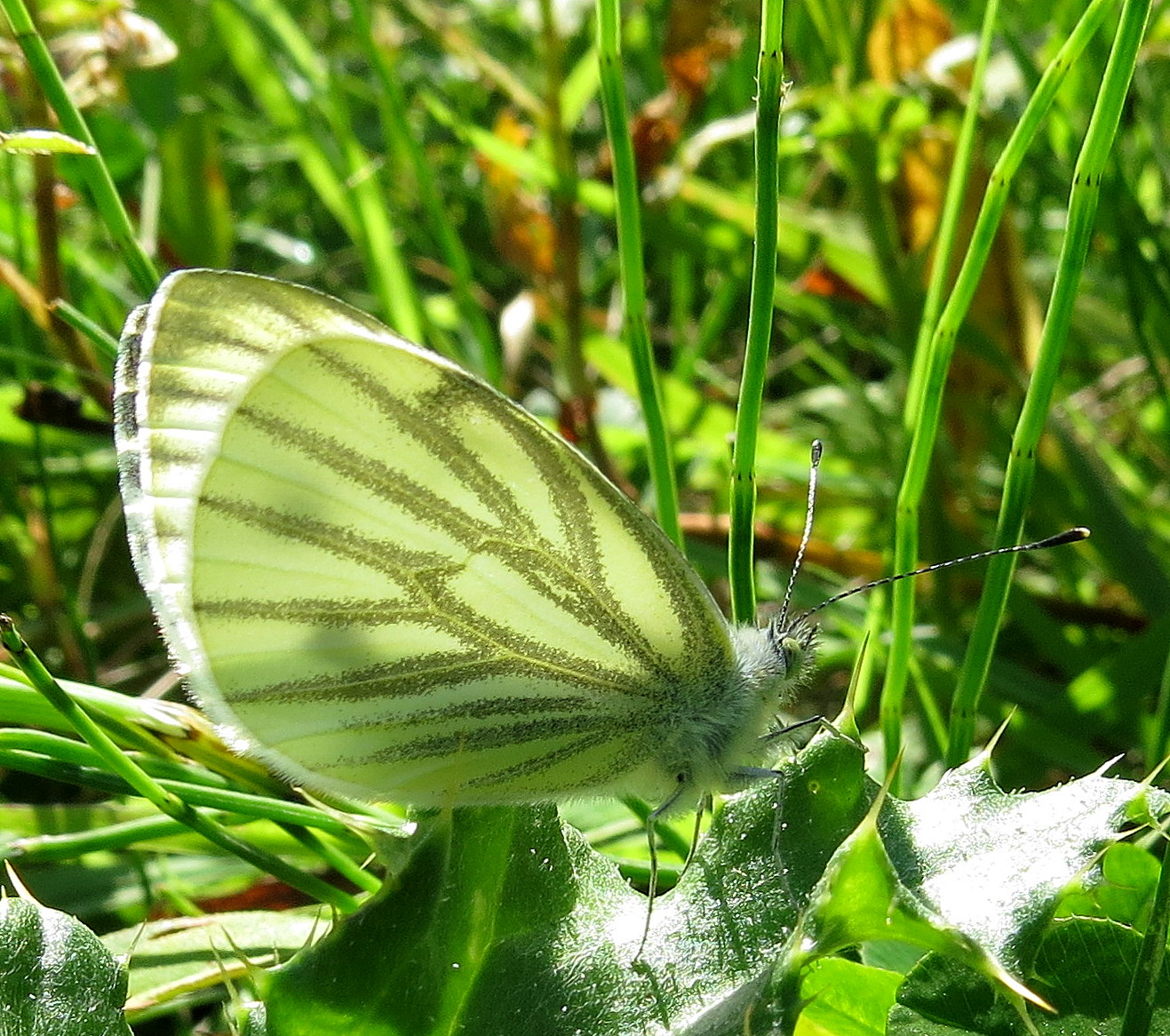 Lijntjes zo fijntjes