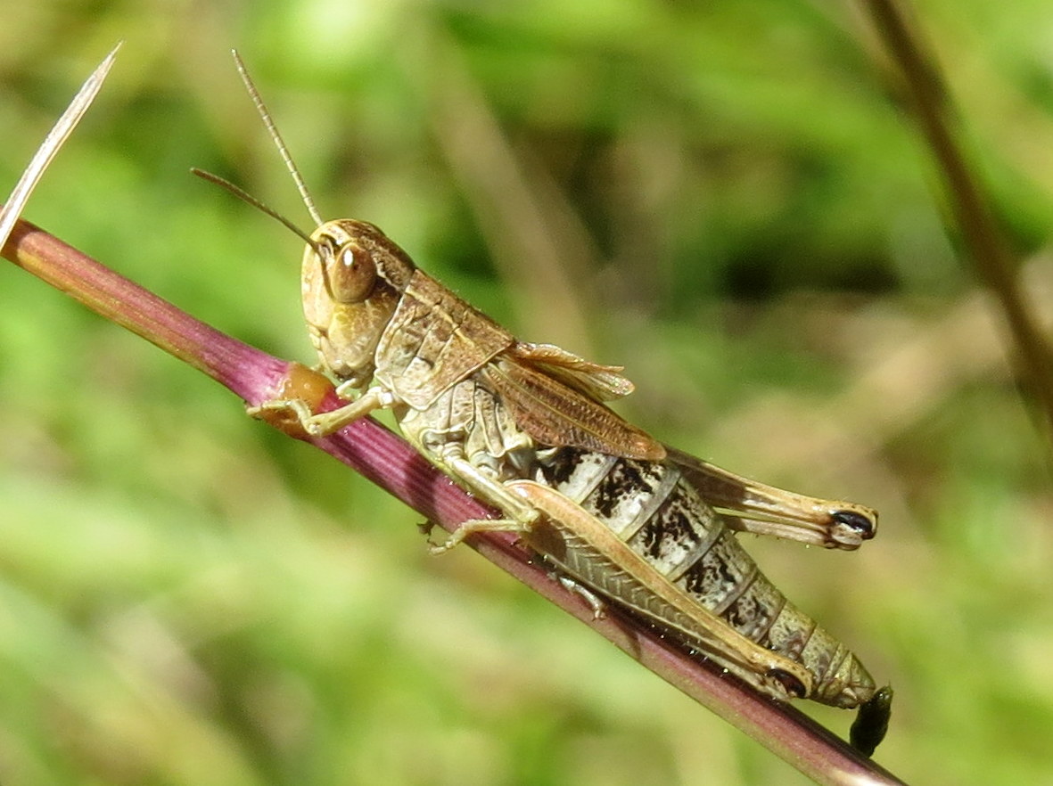 Sprinkhaan