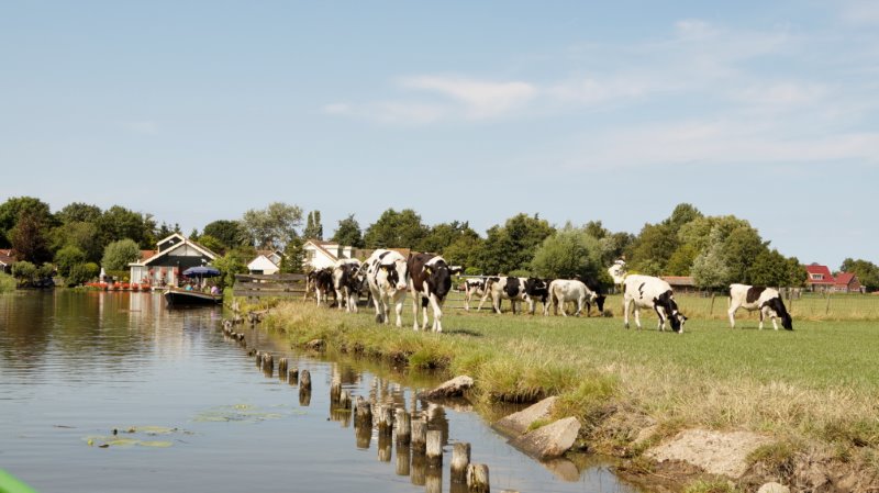 Koetjes in de polder 