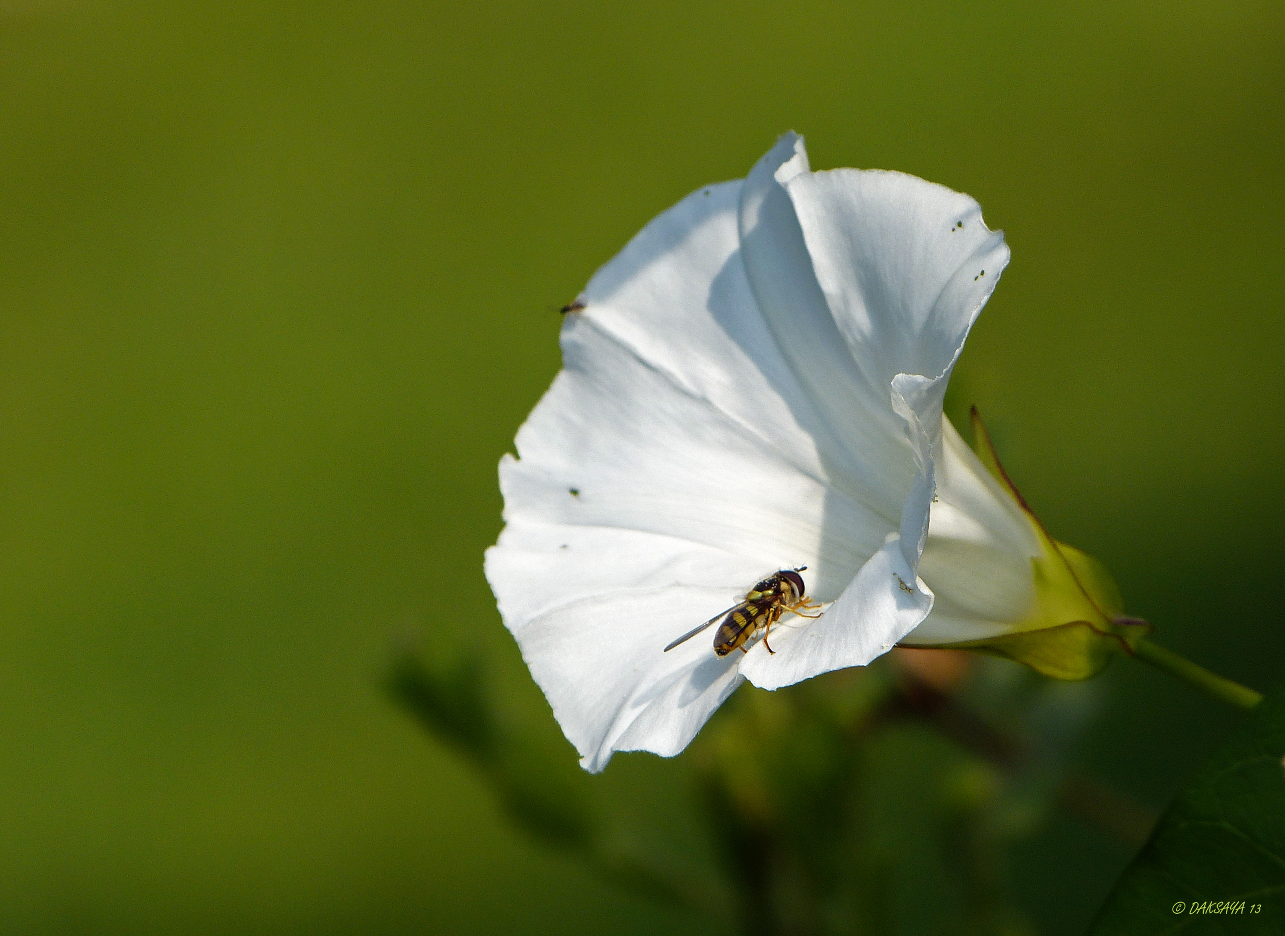 Haagwinde