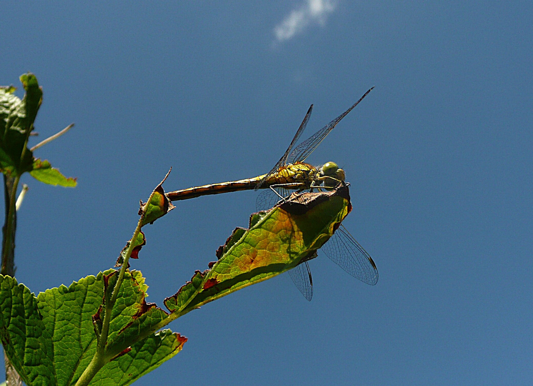 Tegen de blauwe lucht.