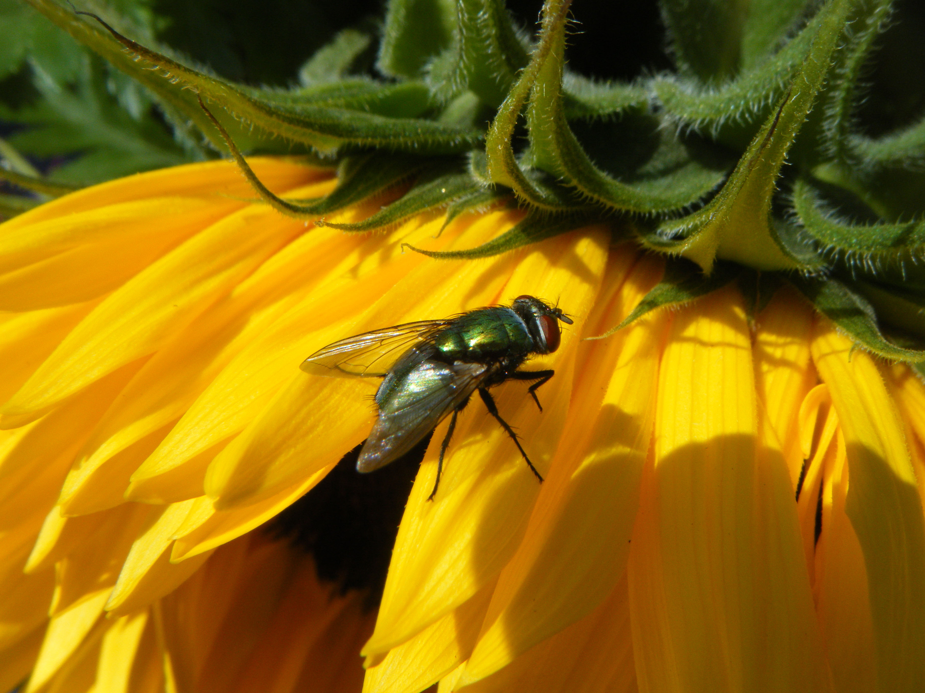 groene vlieg op zonnebloem