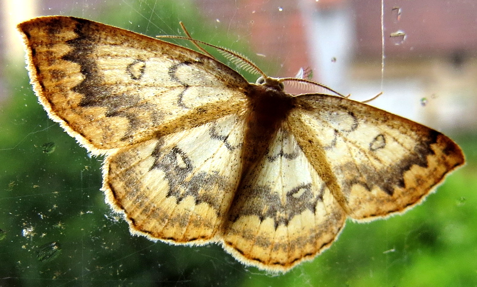 Vlinder, mot, spanner?