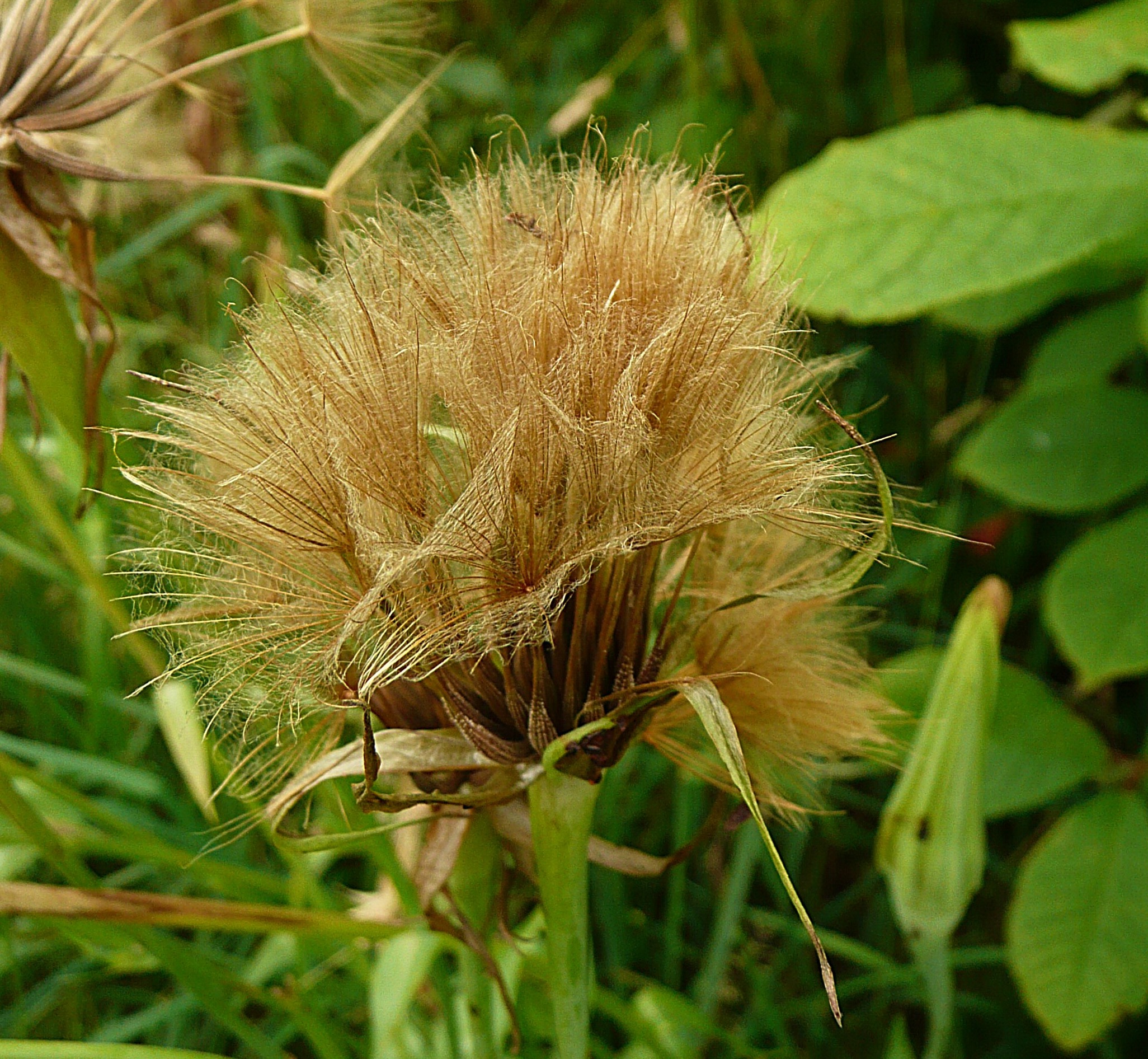 Pluis Gele Morgenster