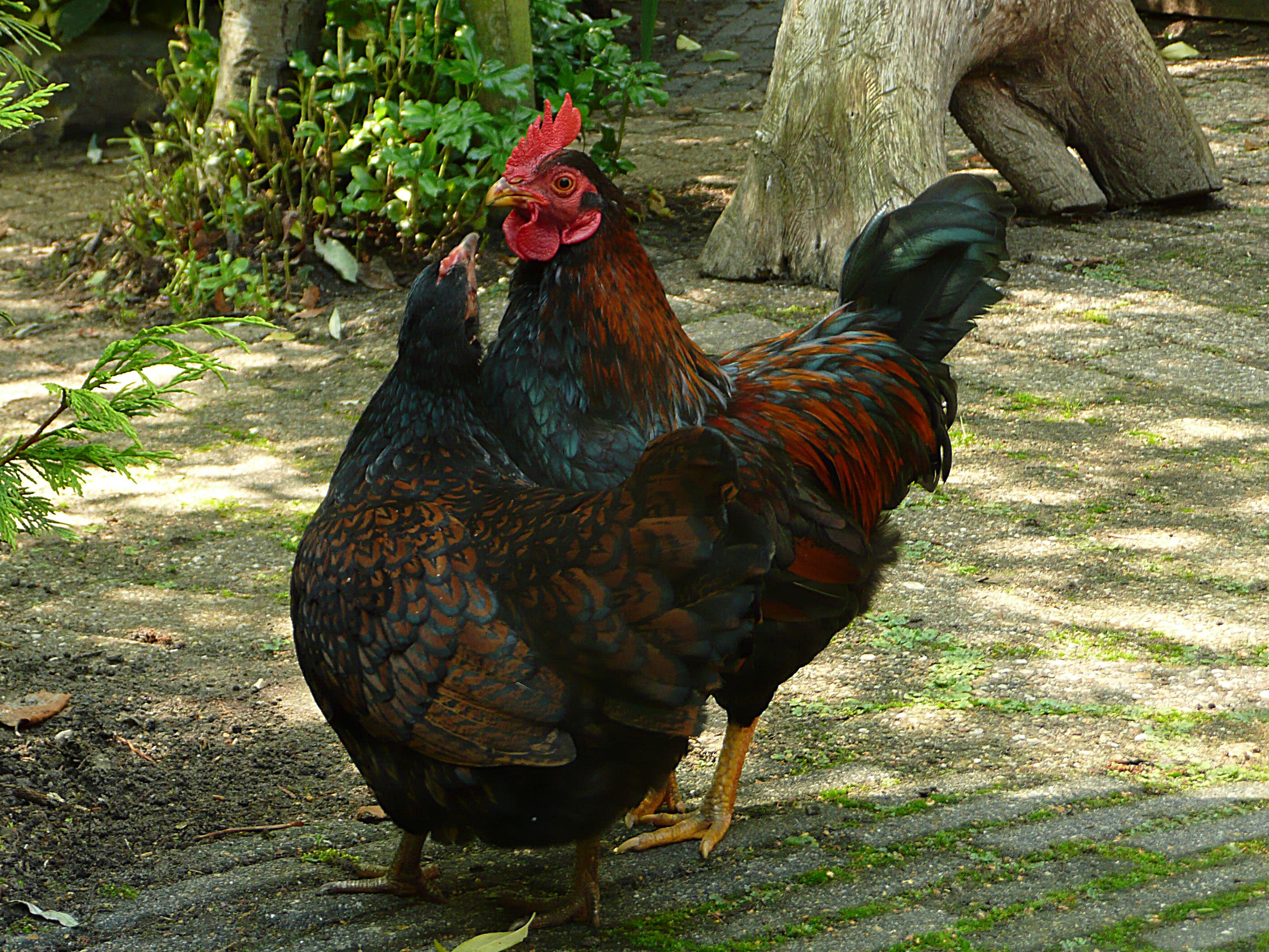 Hofmakerij of onderdanigheid?