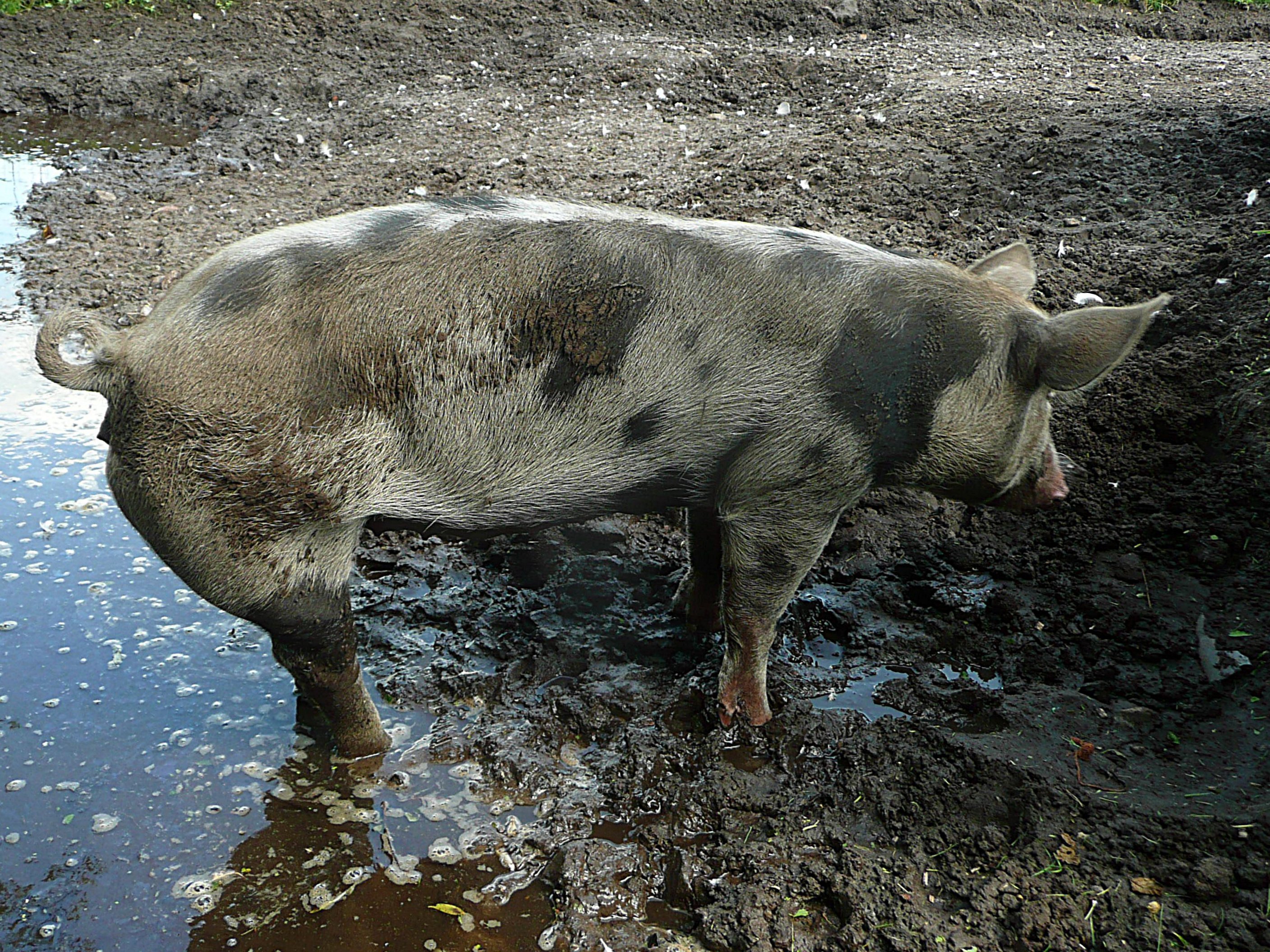 Lekker in de modder 2