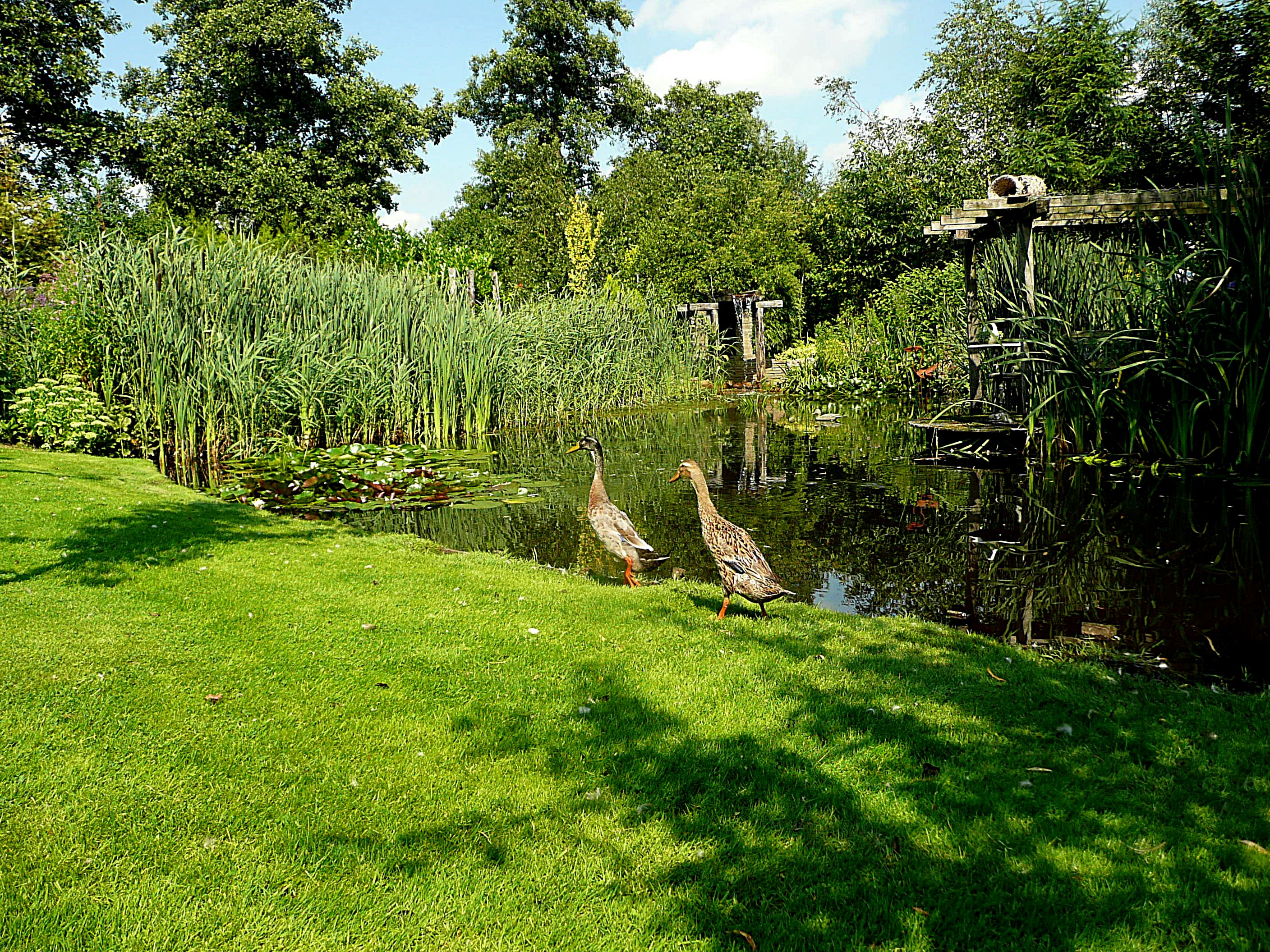 Indische loopeend, flesseneend