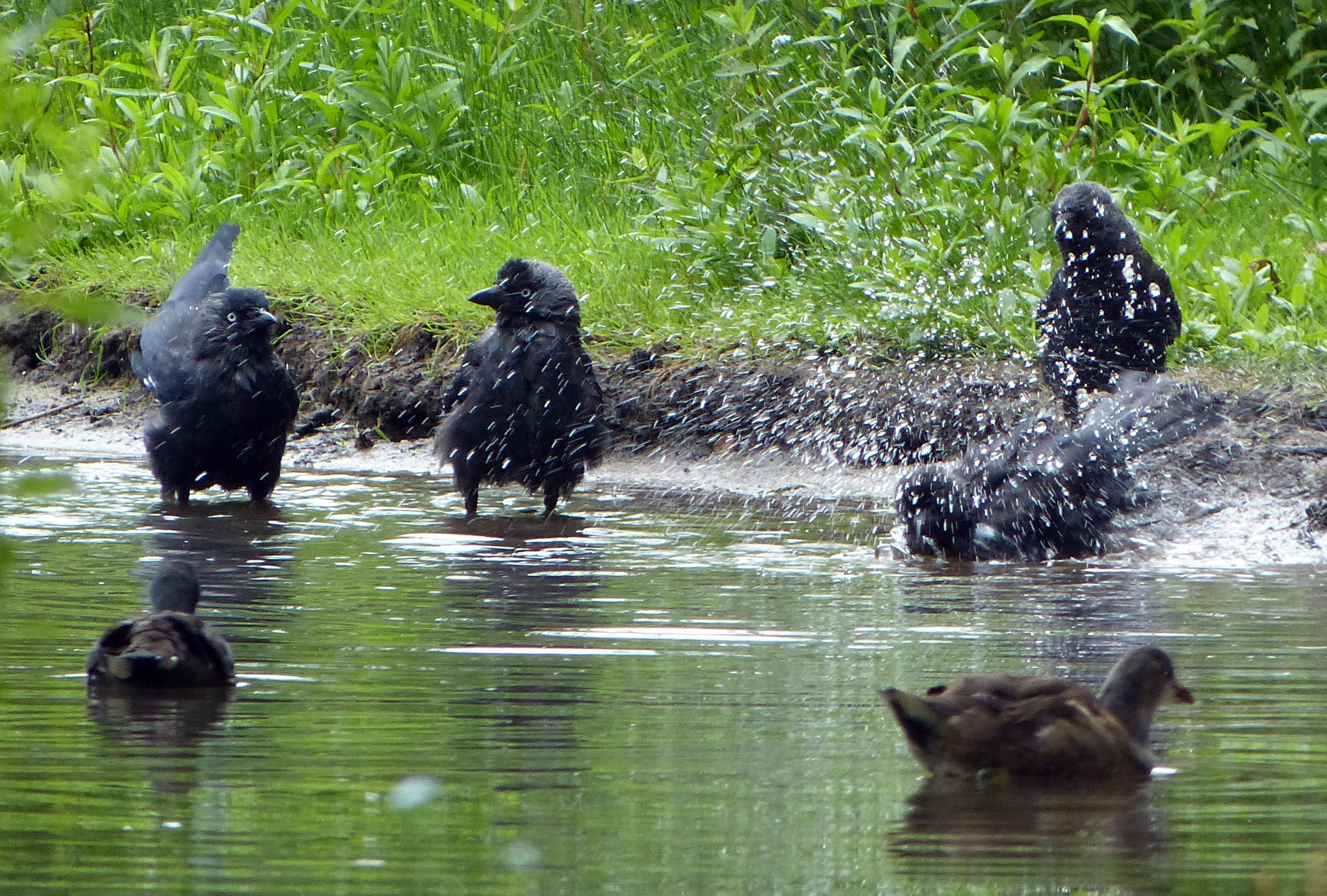 Kunnen die wel zwemmen?