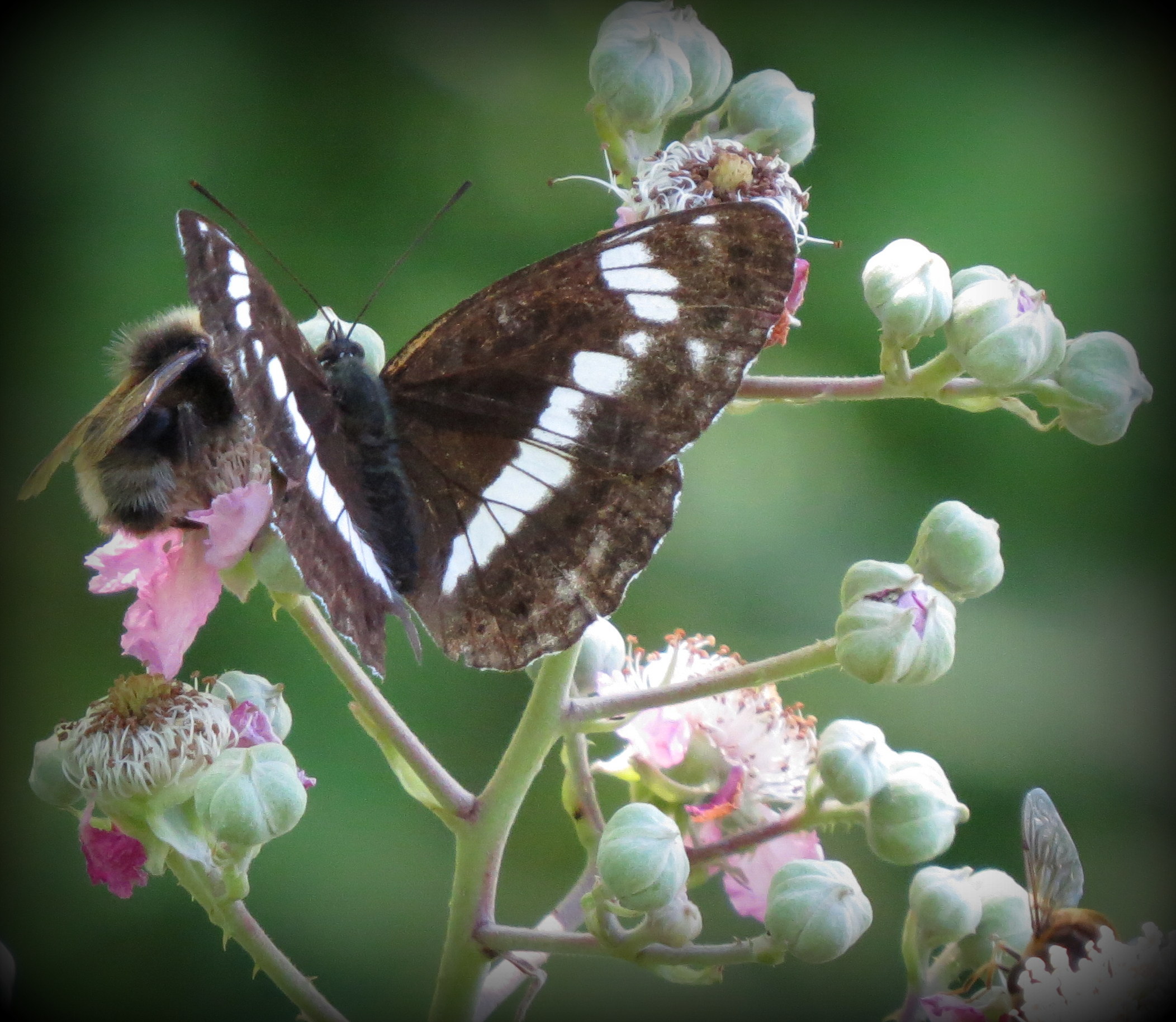 Kleine ijsvogelvlinder