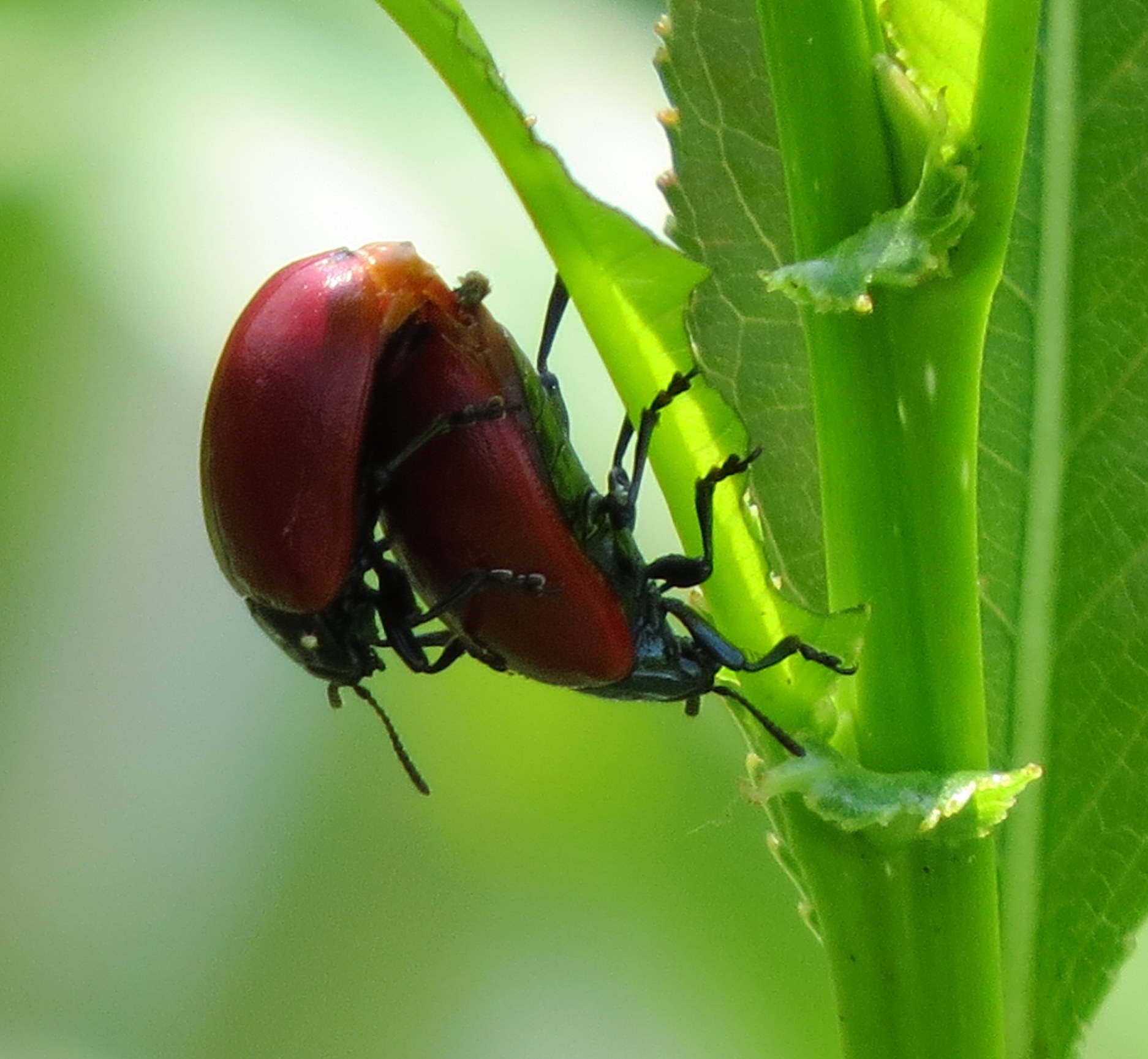 Liefde tussen het riet