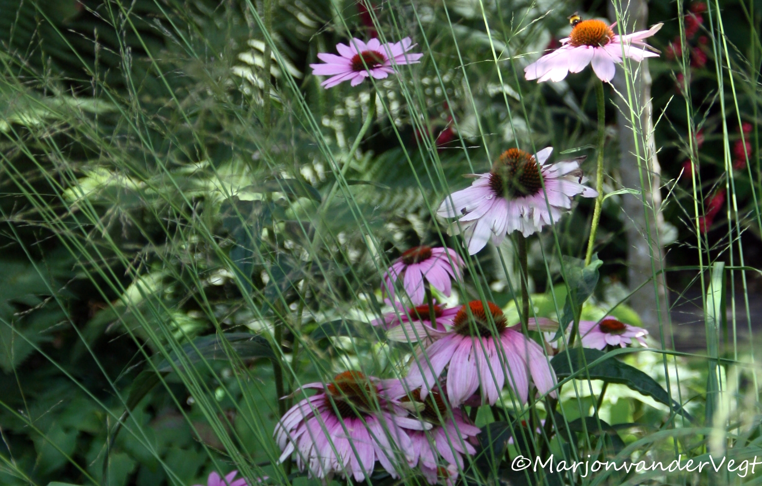 Zonnehoeden in vol ornaat