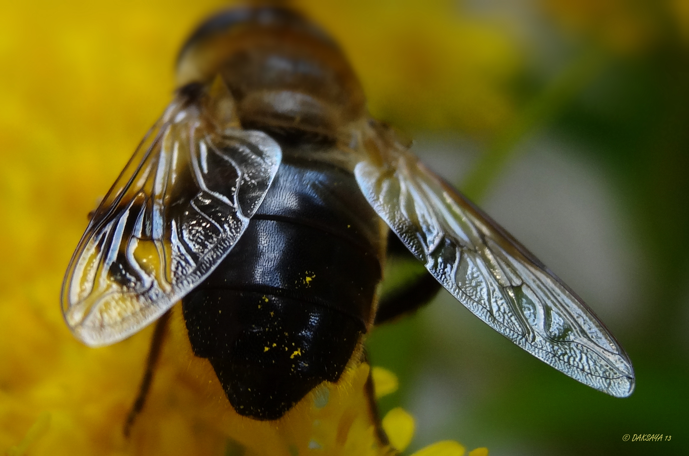 Close-up zweefvlieg