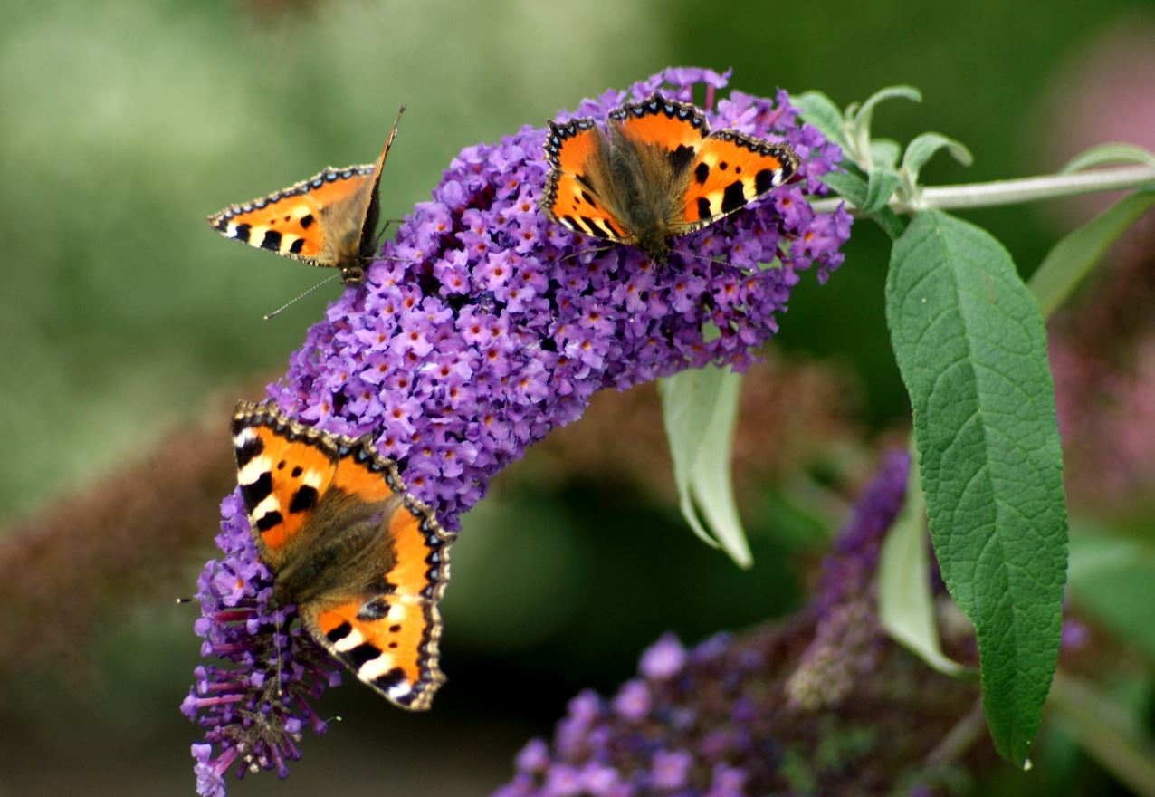 vlinders op vlinderstruik