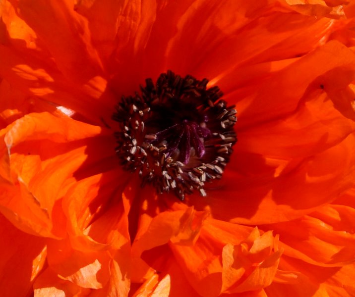 hart van de klaproos