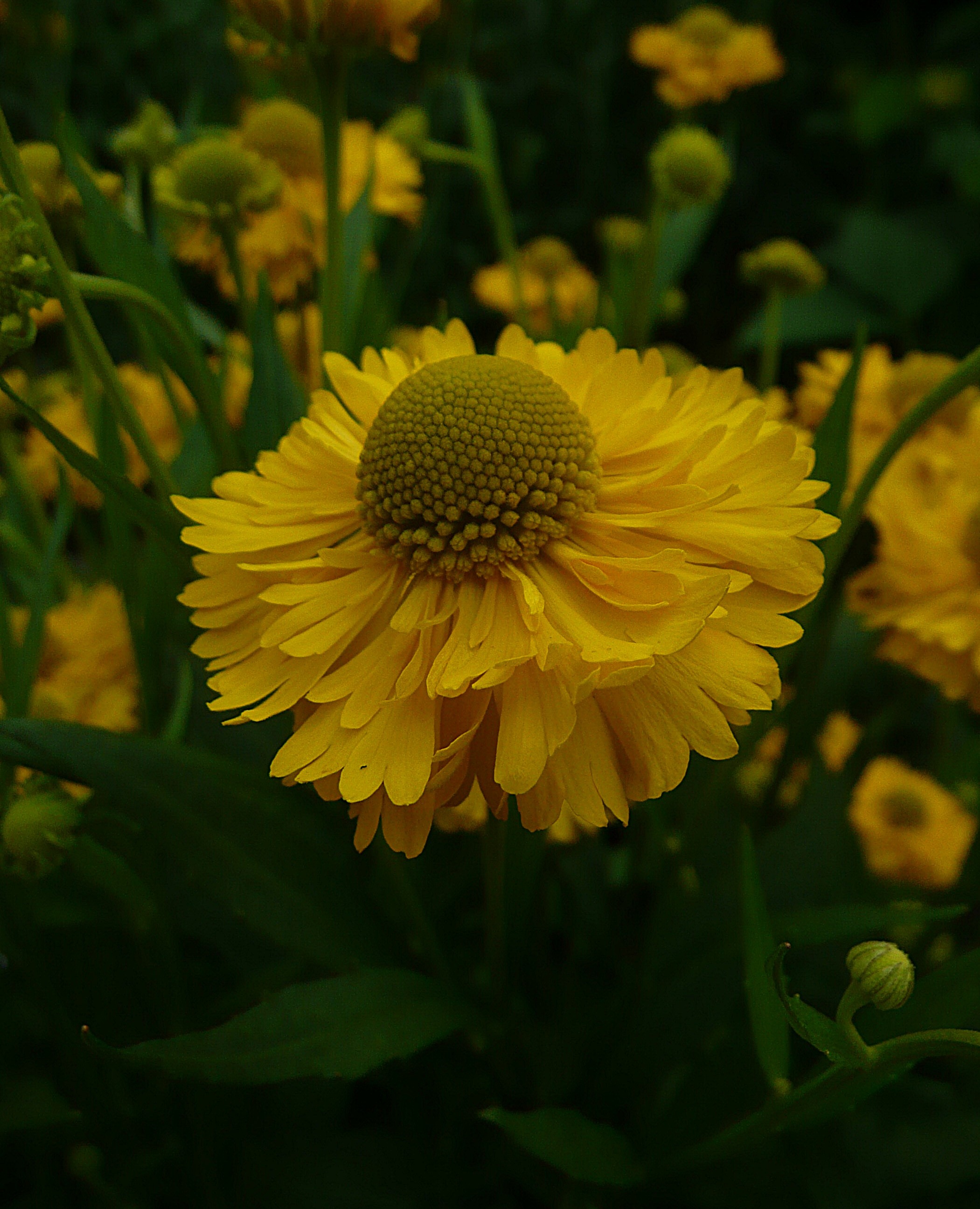 Helenium....
