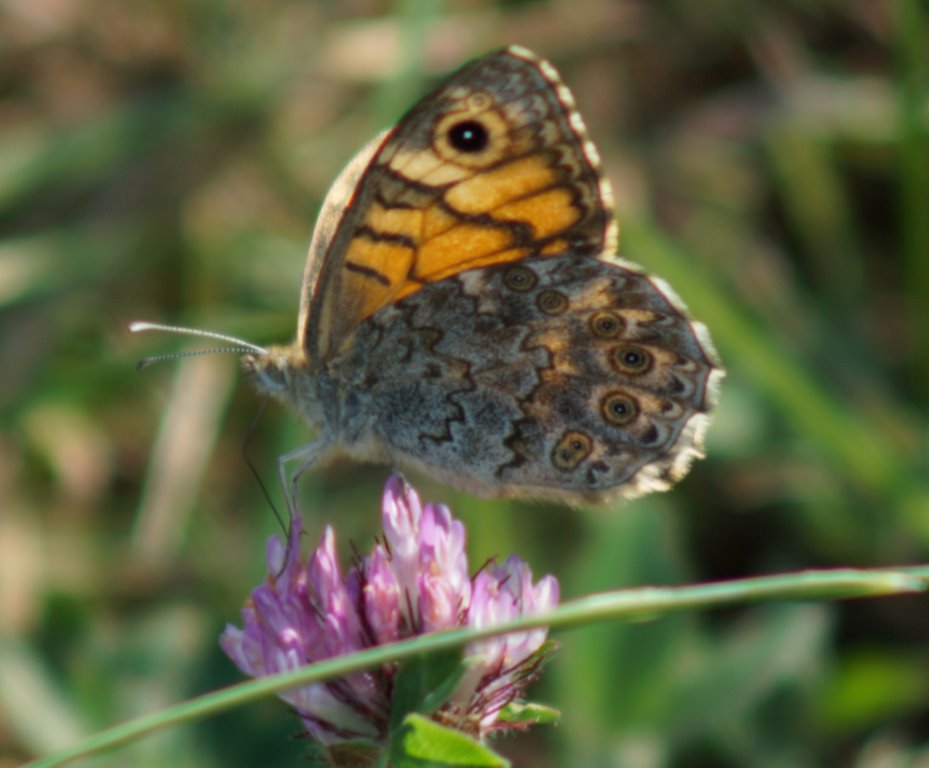 Argus vlinder 