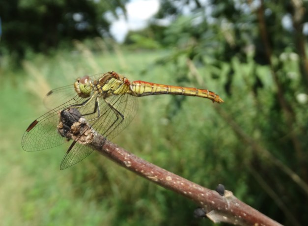 Bloedrode heidelibel 2