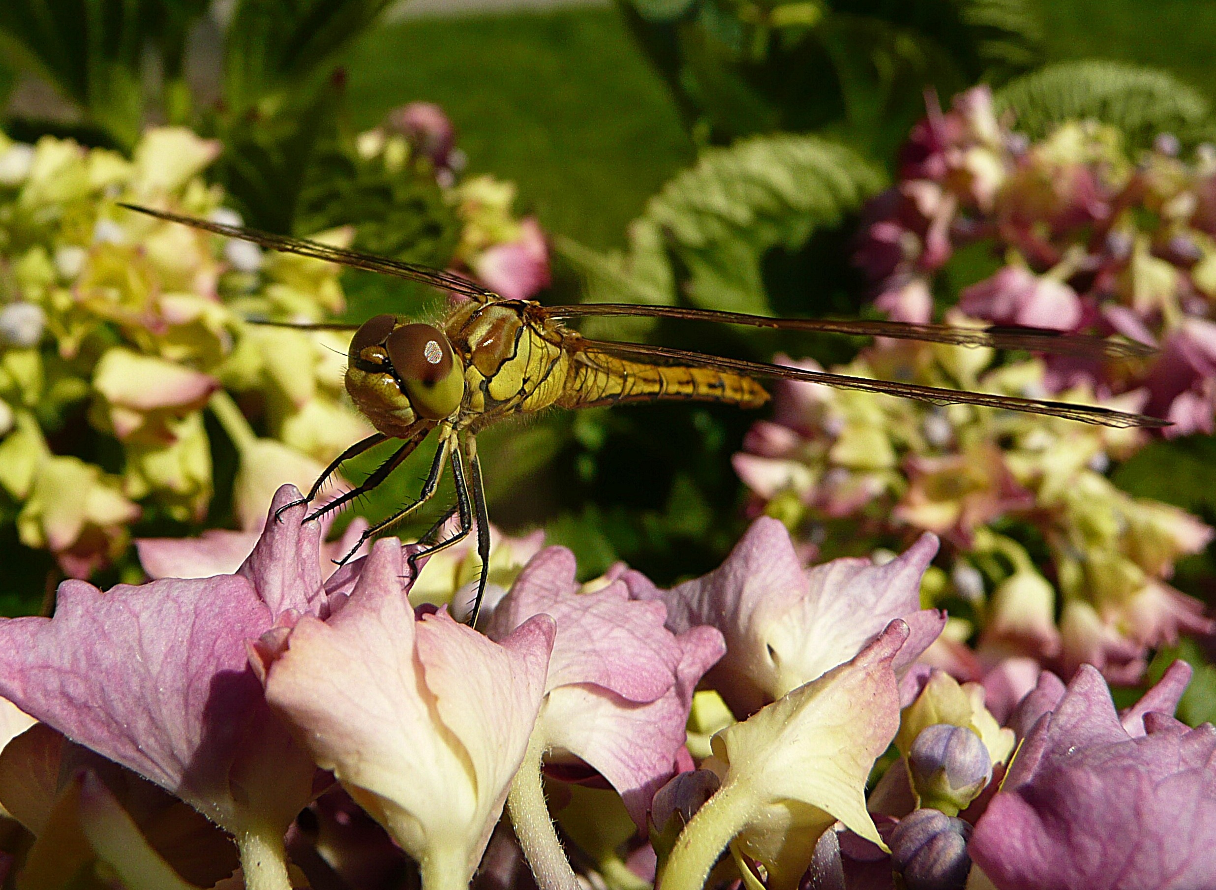 Op de hortensia