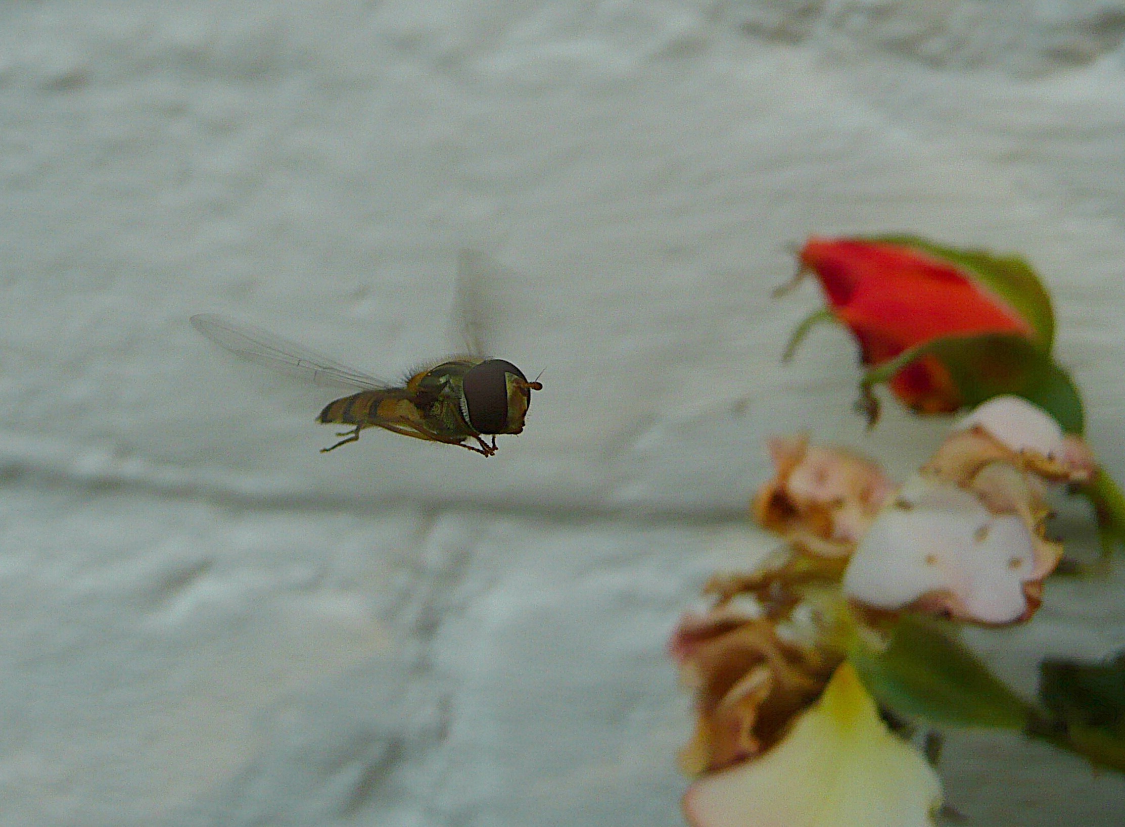 Zweefvlieg