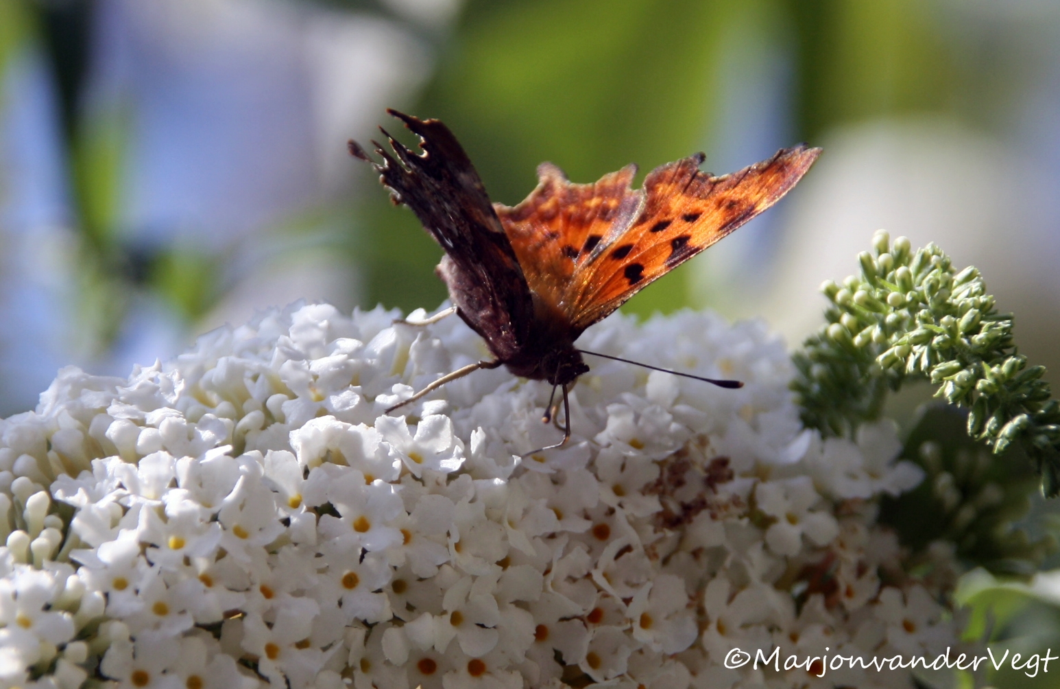 Eindelijk daar zijn ze dan...
