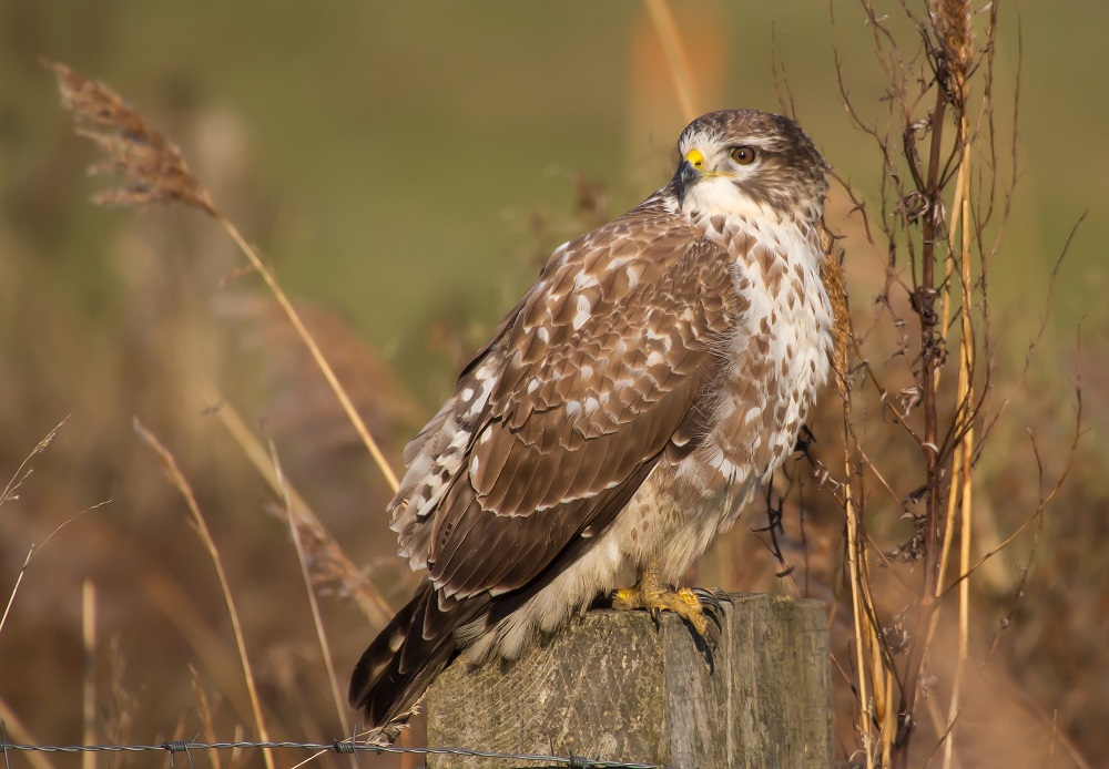 Buizerd.