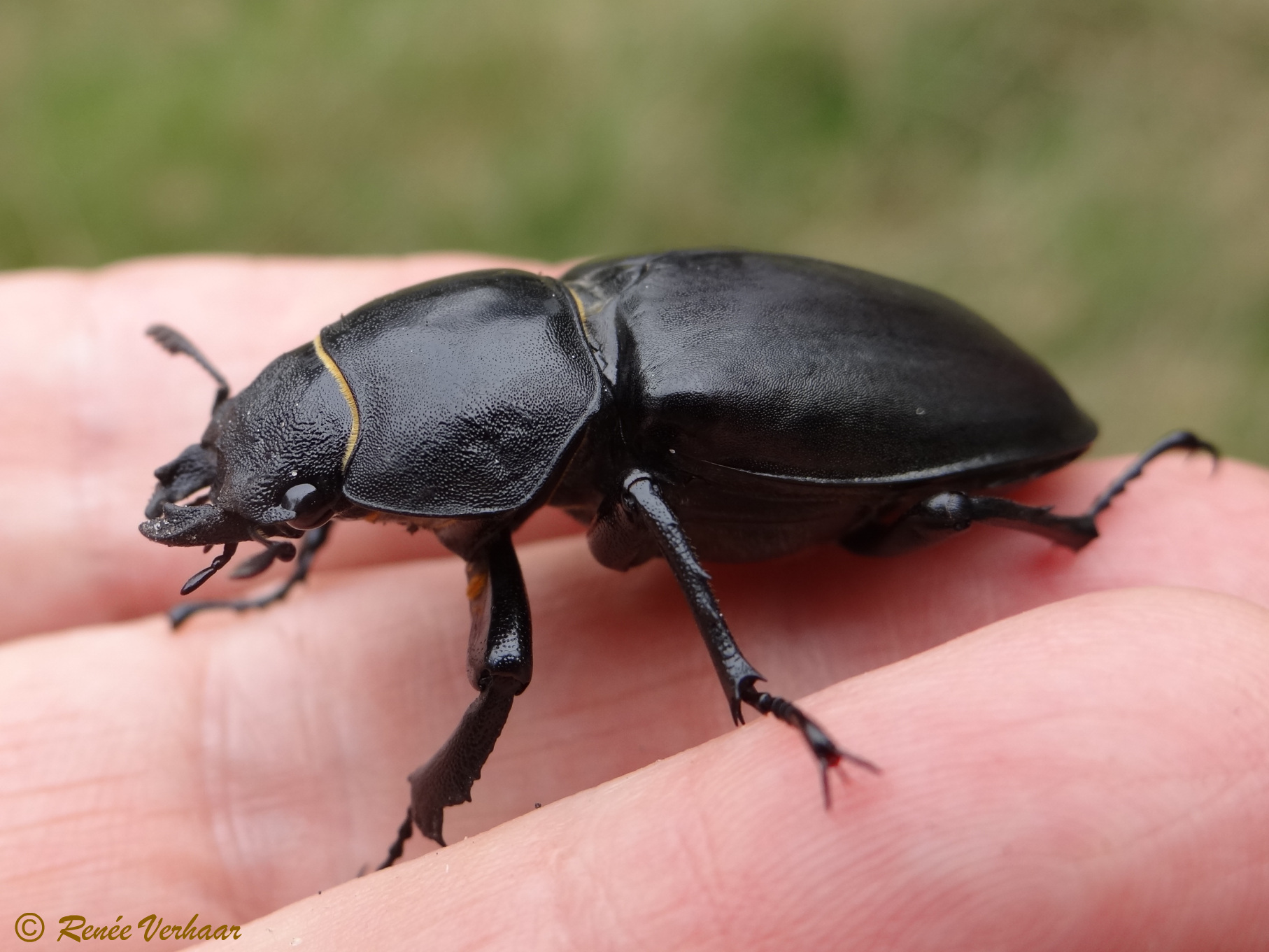 vrouwtje van het vliegend hert
