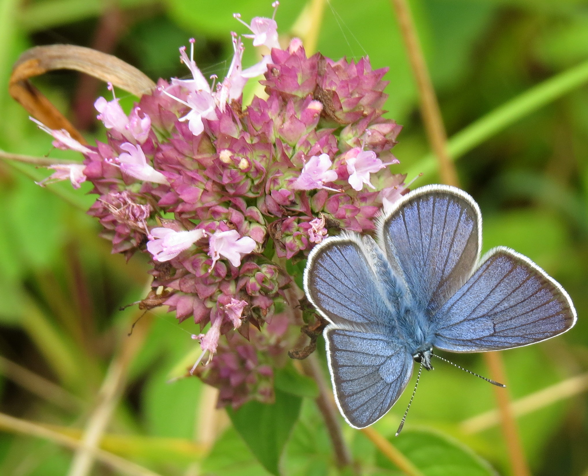 Zo blauw, zo blauw..