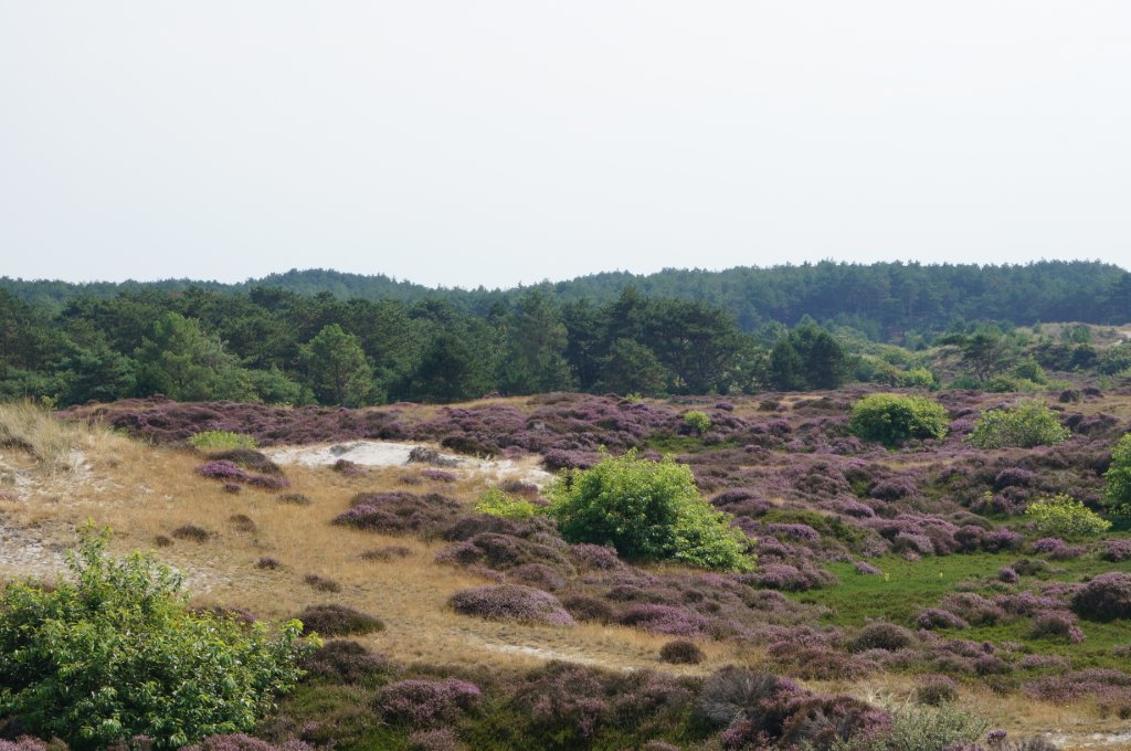 bloeiende heide 