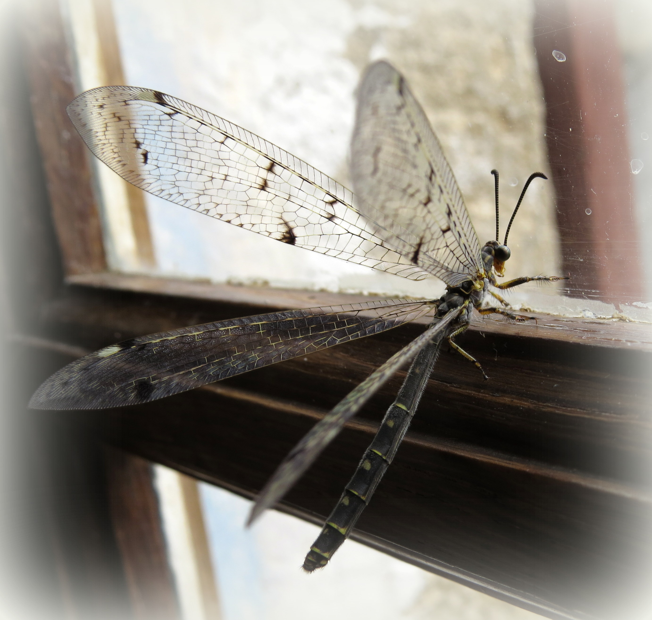 Een fee aan het raam