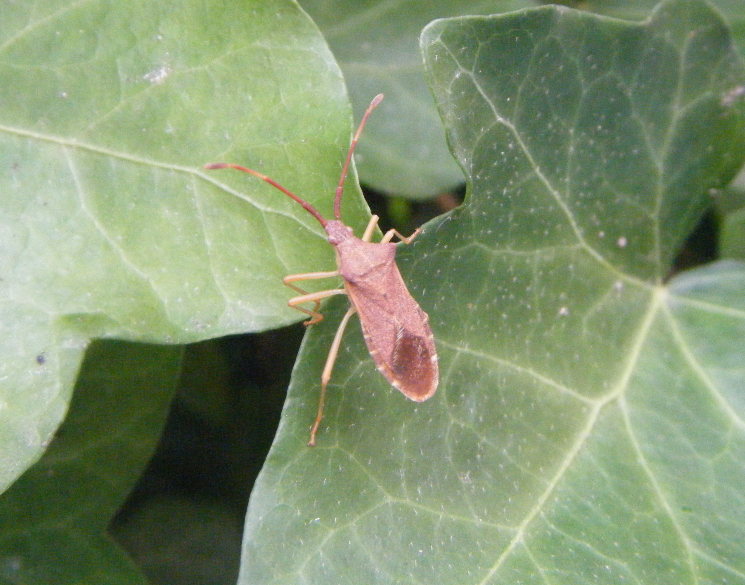 een wants de gonocerus acuteangulatus