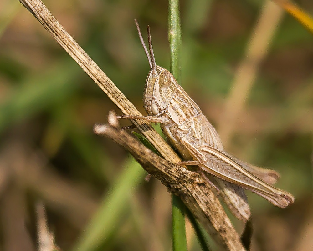 Veldsprinkhaan