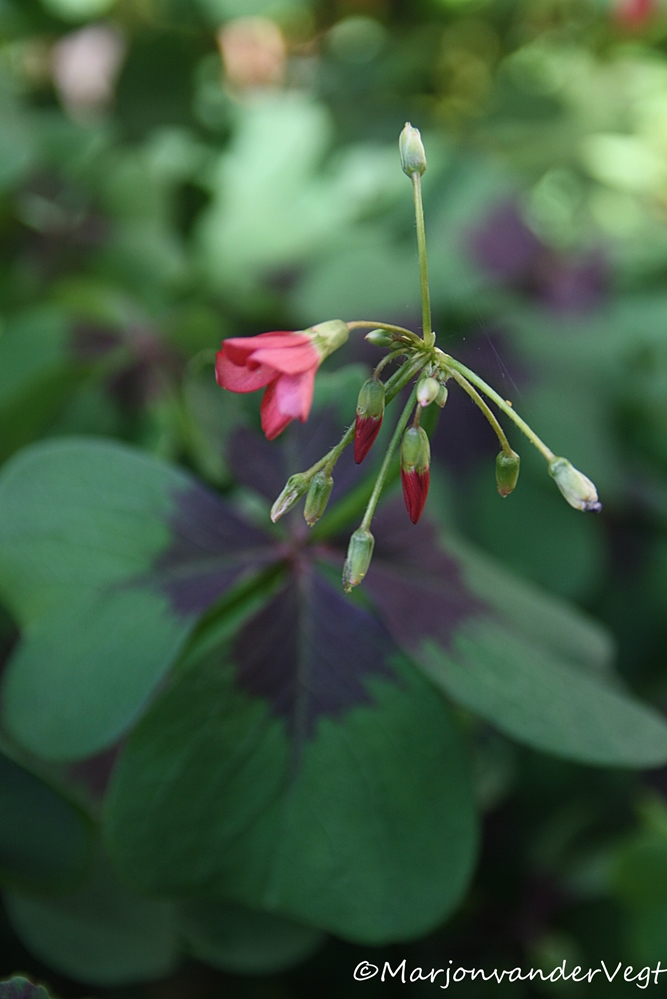 Geluk in 't kwadraat