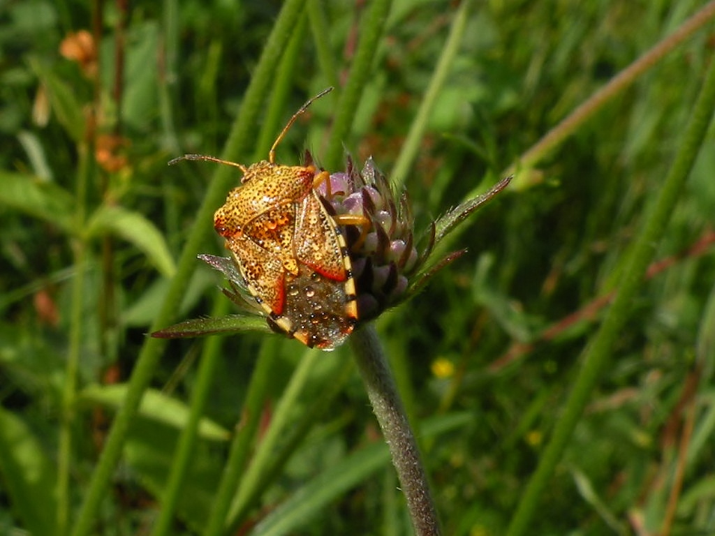 Blauwe knoop met wants