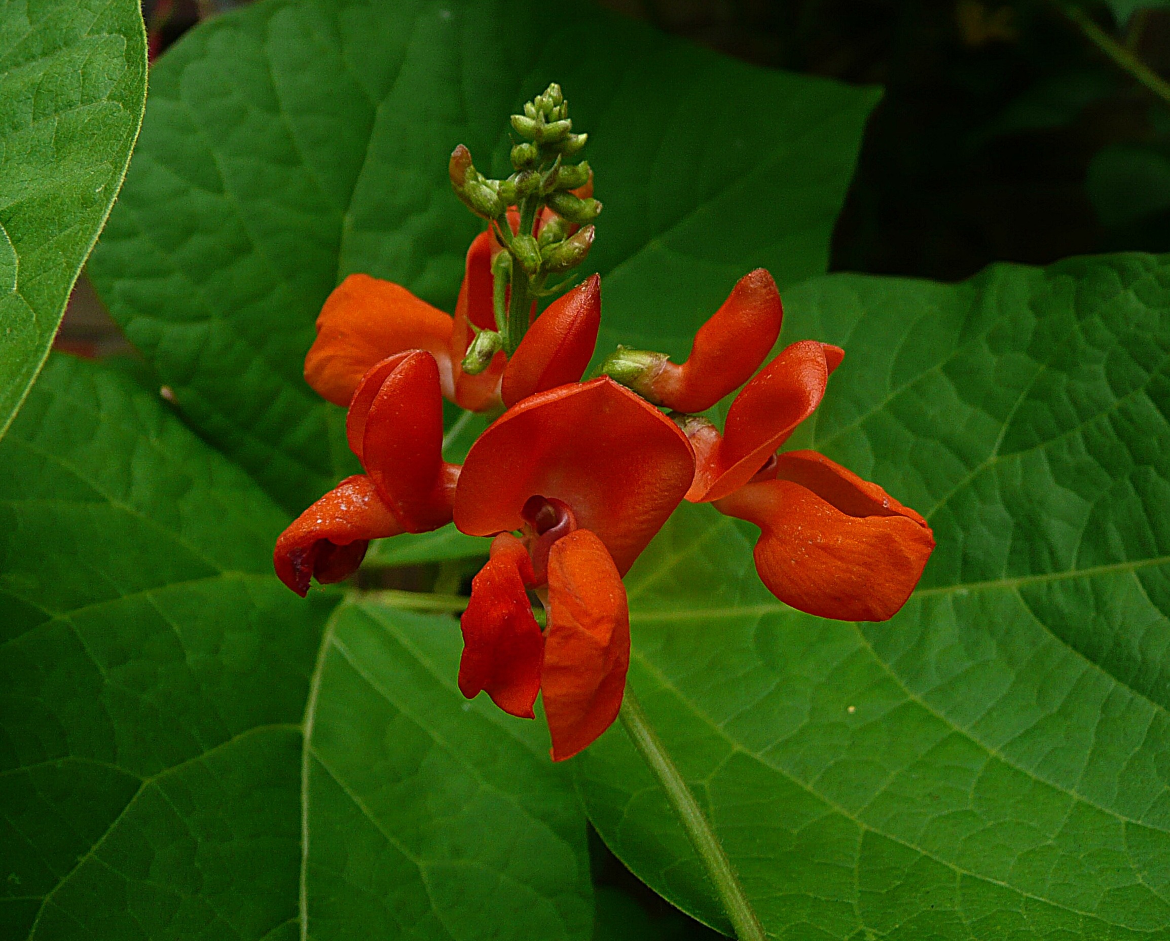 Bloesem van boontjes