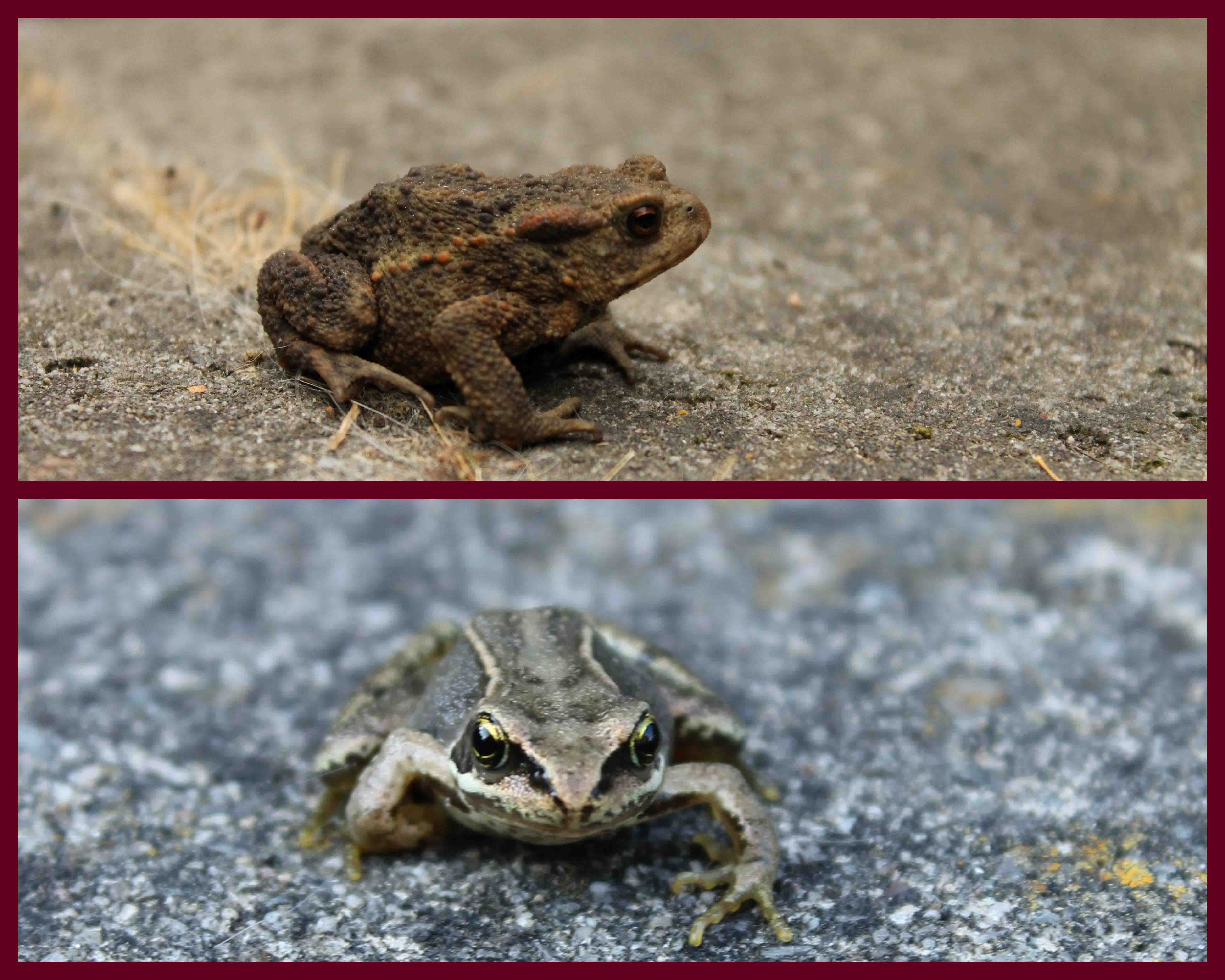 Jong padje en kikker