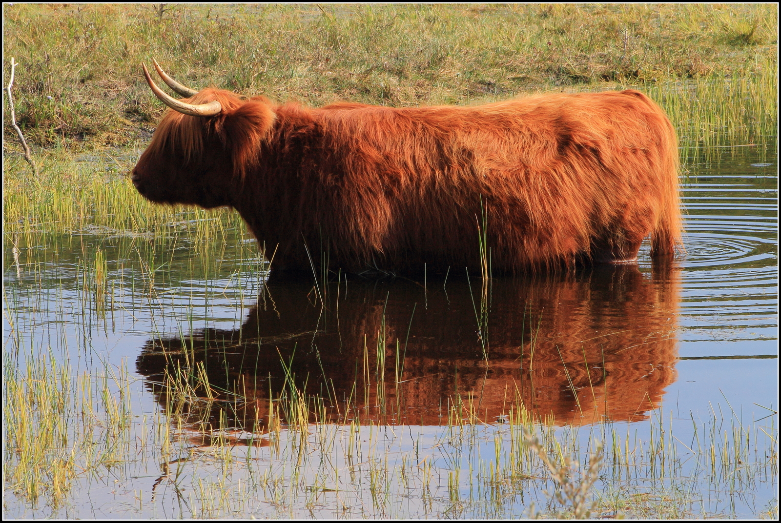 Bergense duinen.