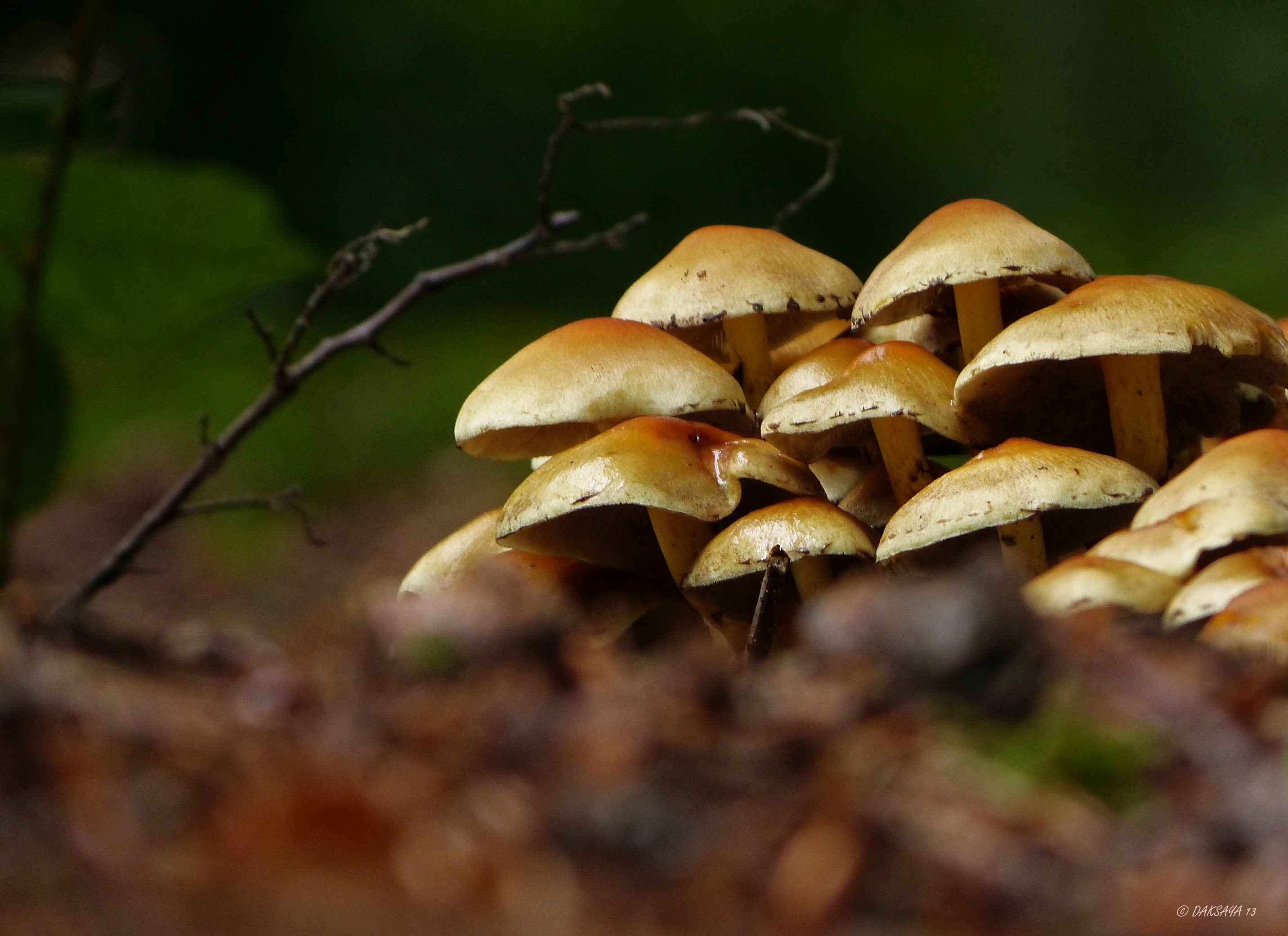 Zwavelkopjes