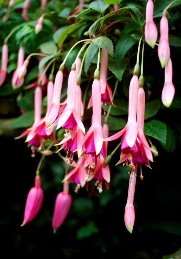 Fuchsia