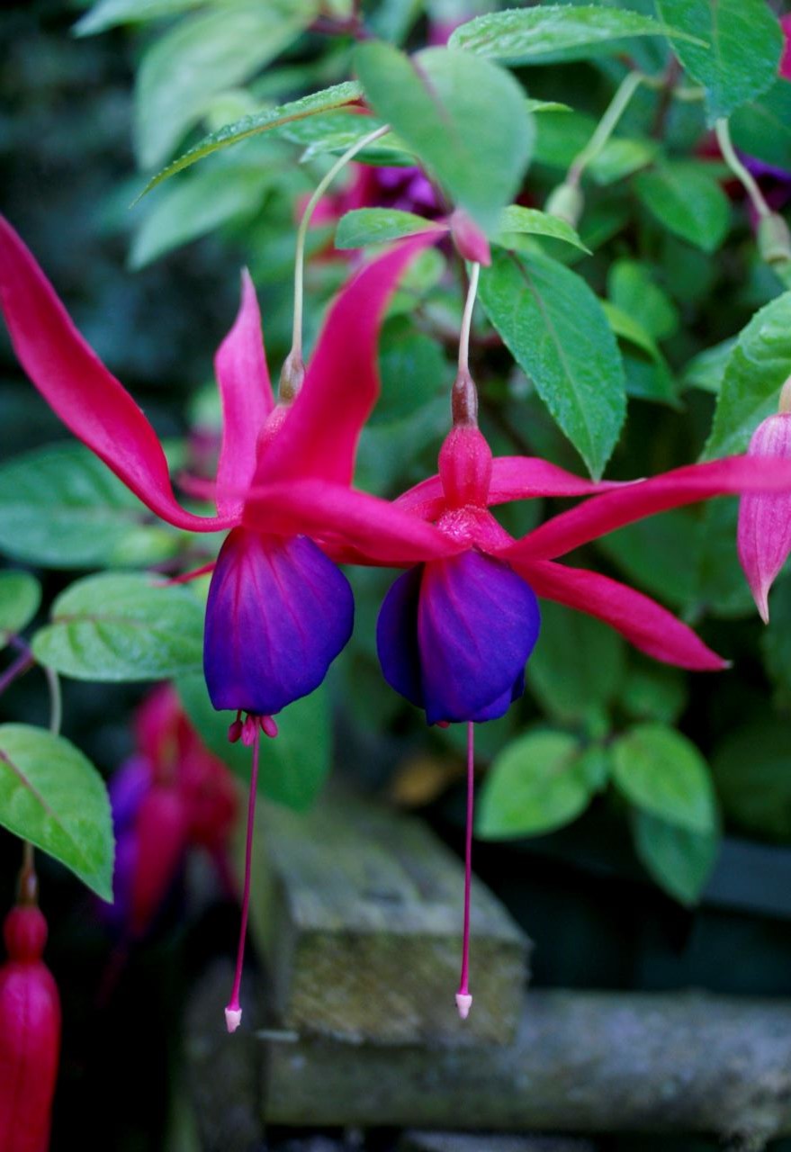 Fuchsia