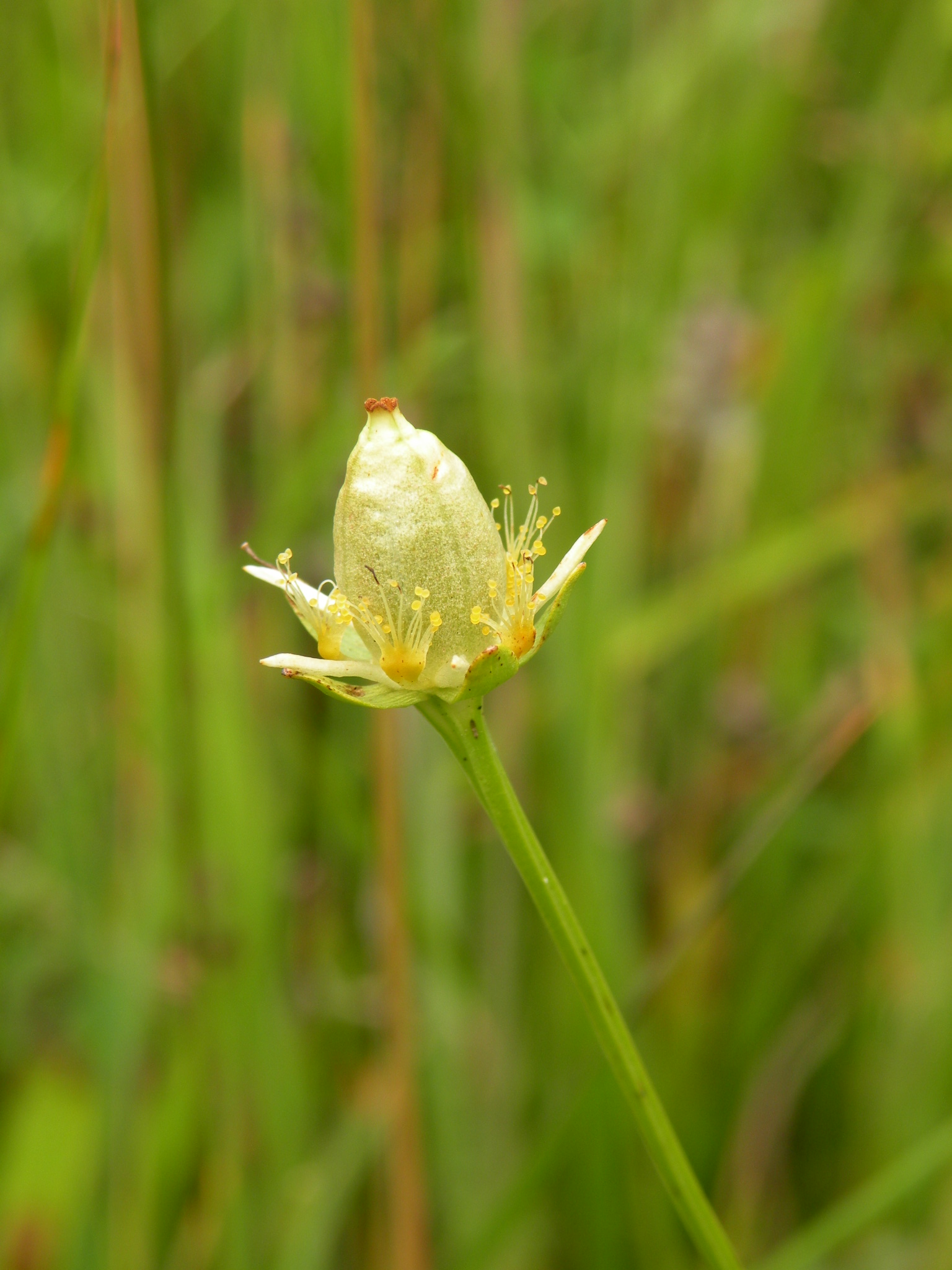 zaaddoos Parnassia