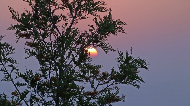 ondergaande zon door de bomen