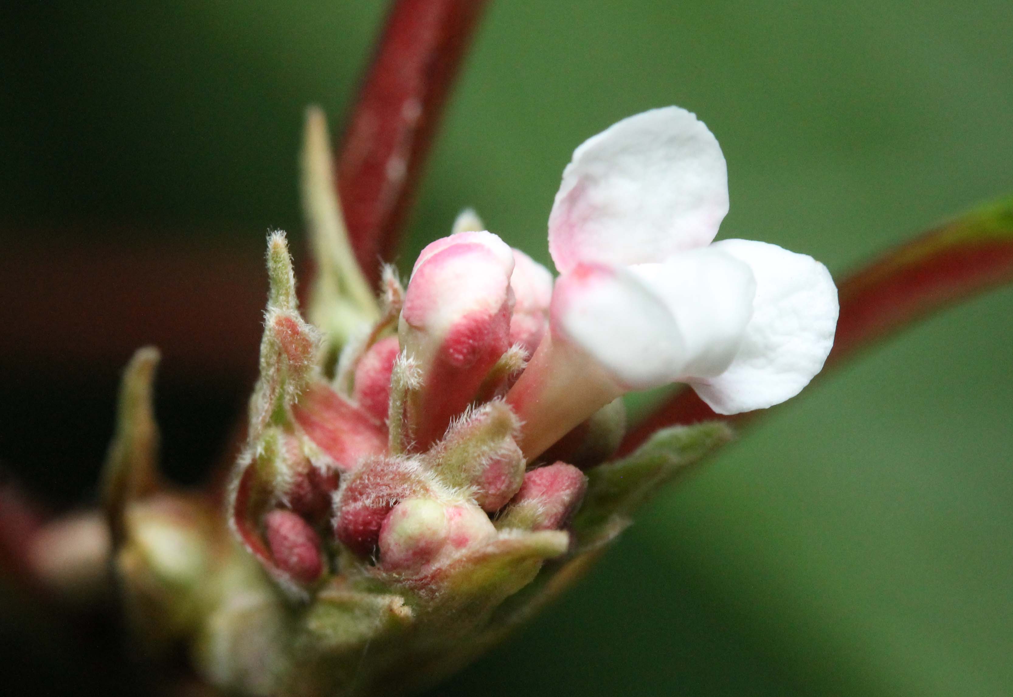 Een viburnum in herfsttooi