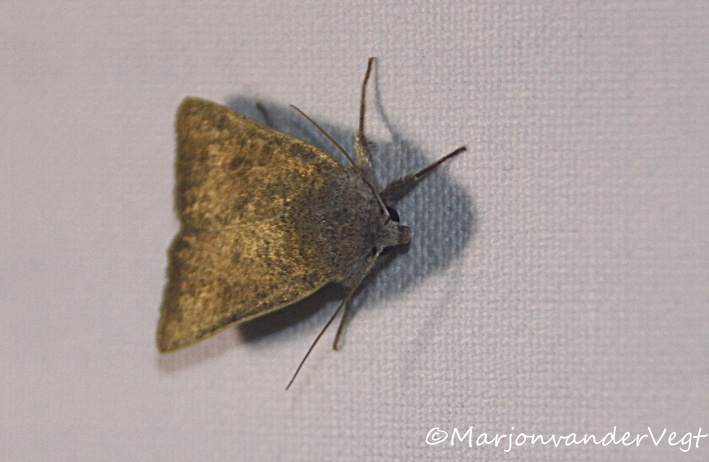 Nacht van de Nachtvlinder