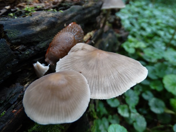 Paddenstoel 3