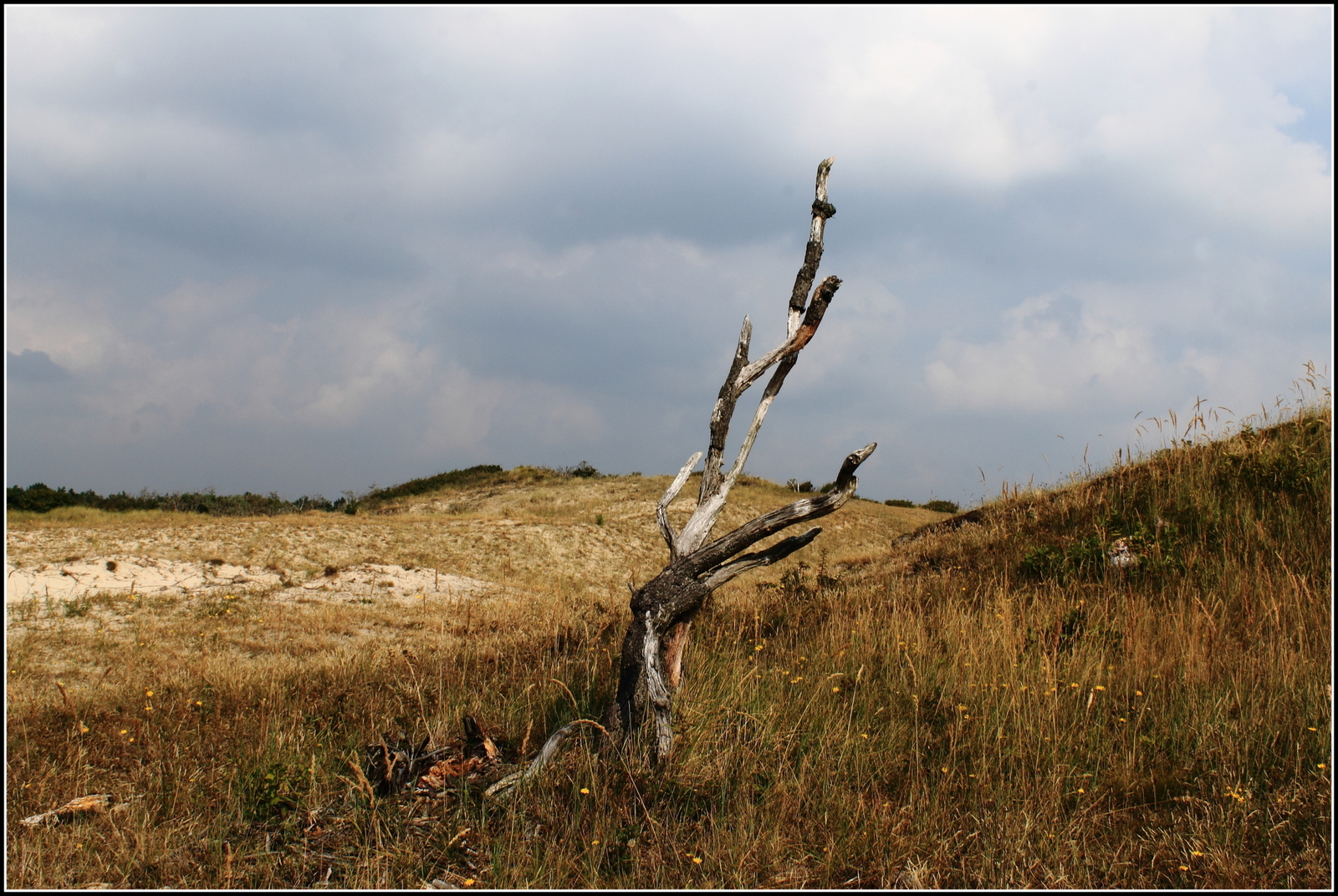 Bergense duinen.